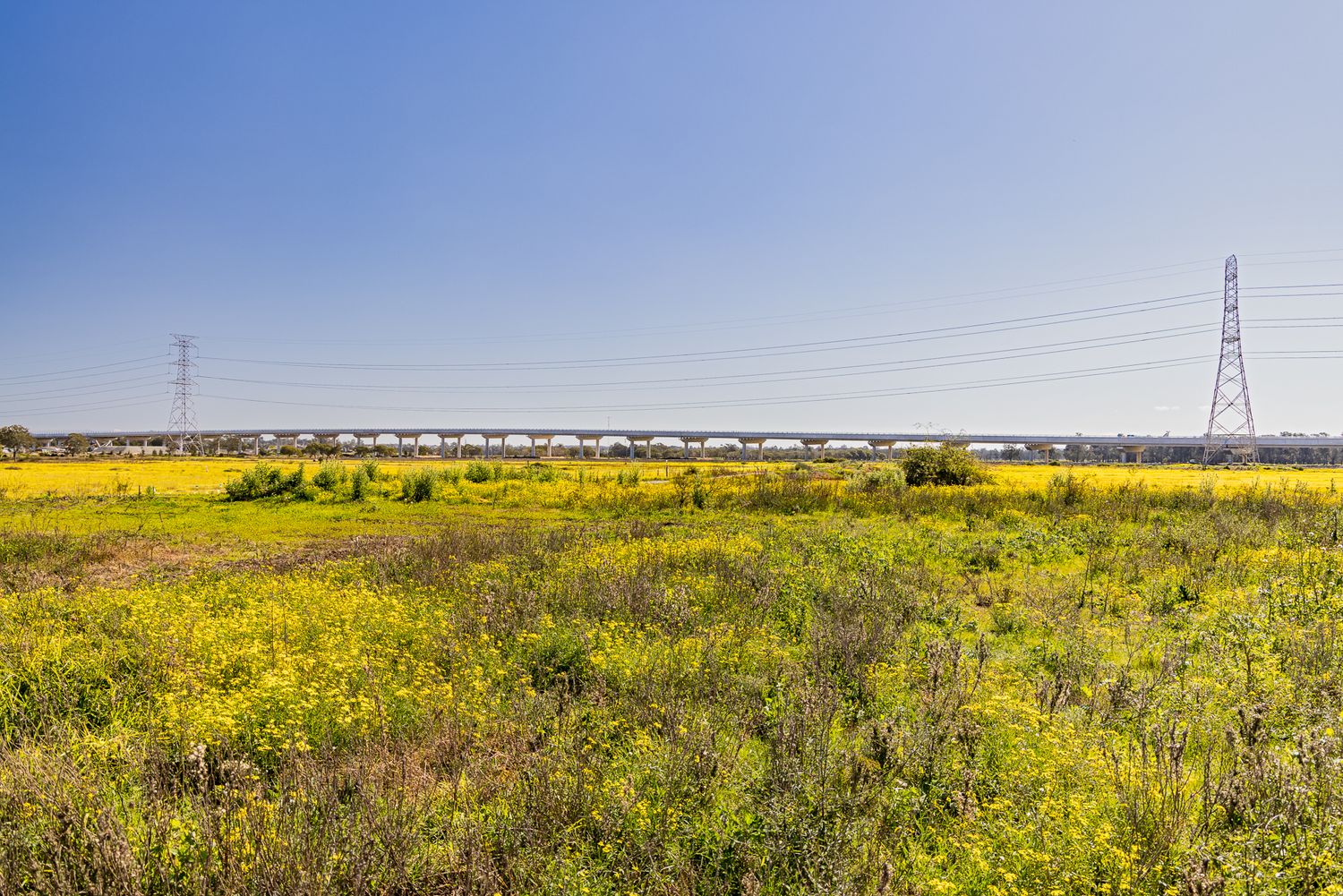 Open field of yellow wildflowers with a distant highway bridge and electricity pylons stretching across the horizon under a blue sky.