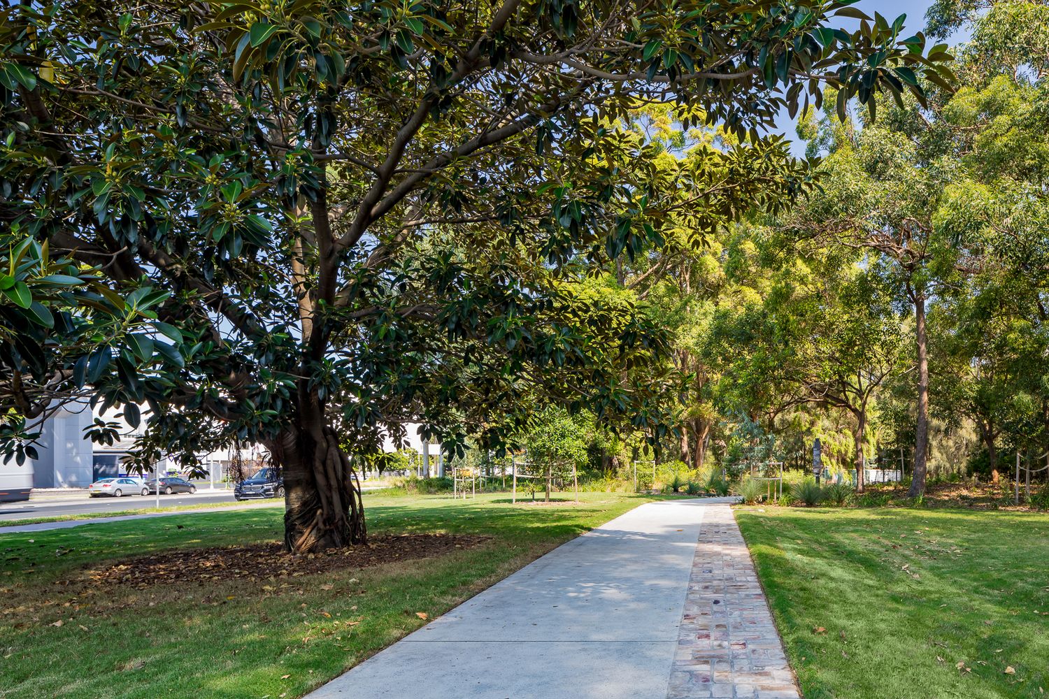 Concrete footpath winding past a large magnolia tree and grassy lawns in Sydney Park on a sunny day.