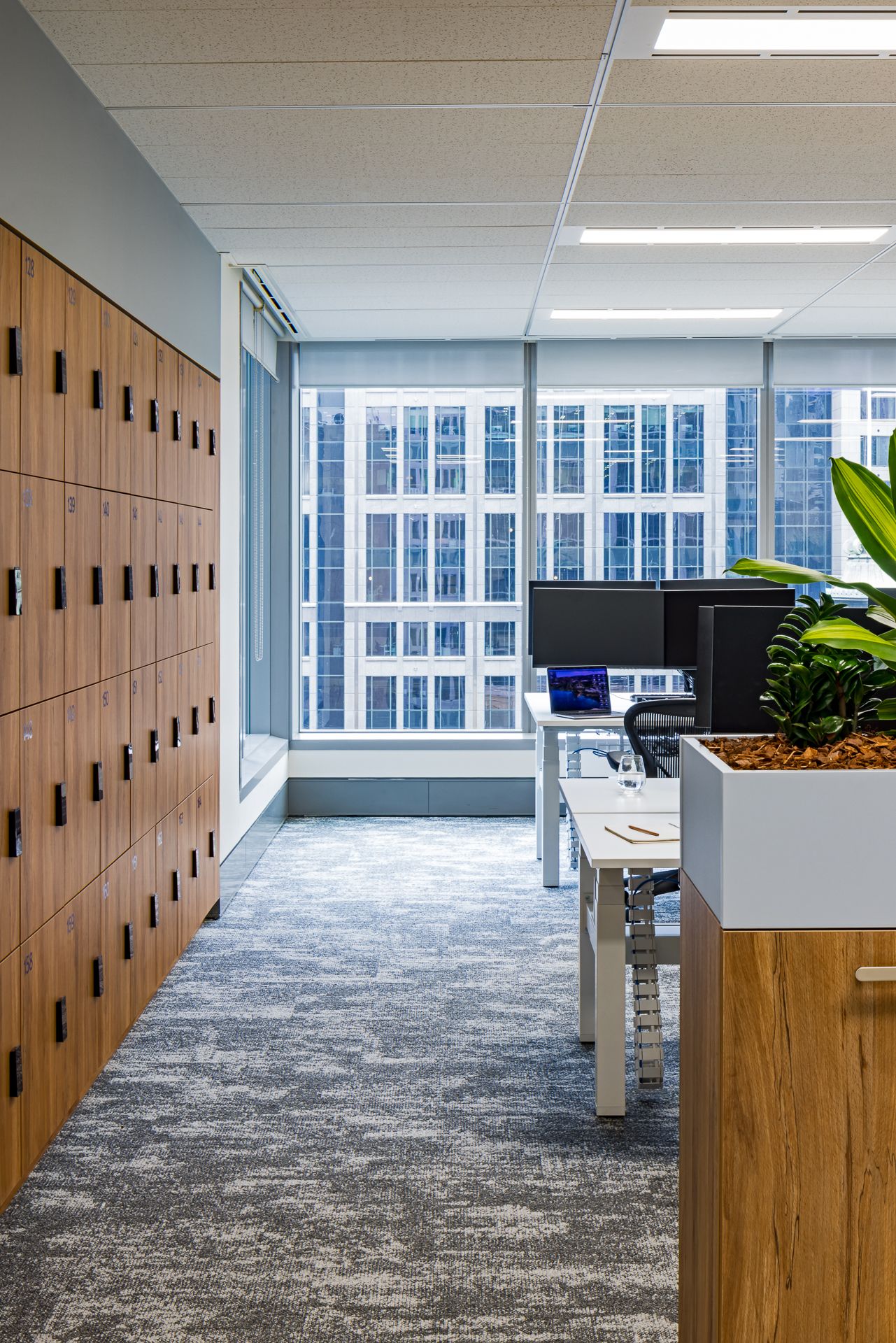 Office workspace with timber lockers along the wall, sit-stand desks, monitors and a large planter beside tall city-view windows.