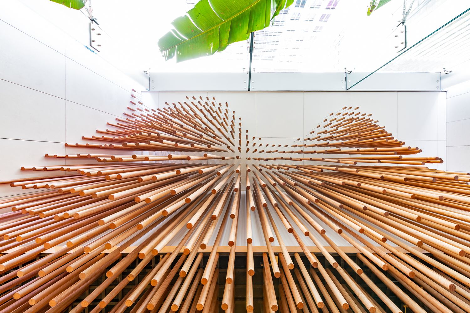 Low-angle view of a burst-shaped timber dowel ceiling installation in a bright white interior with green leaves.