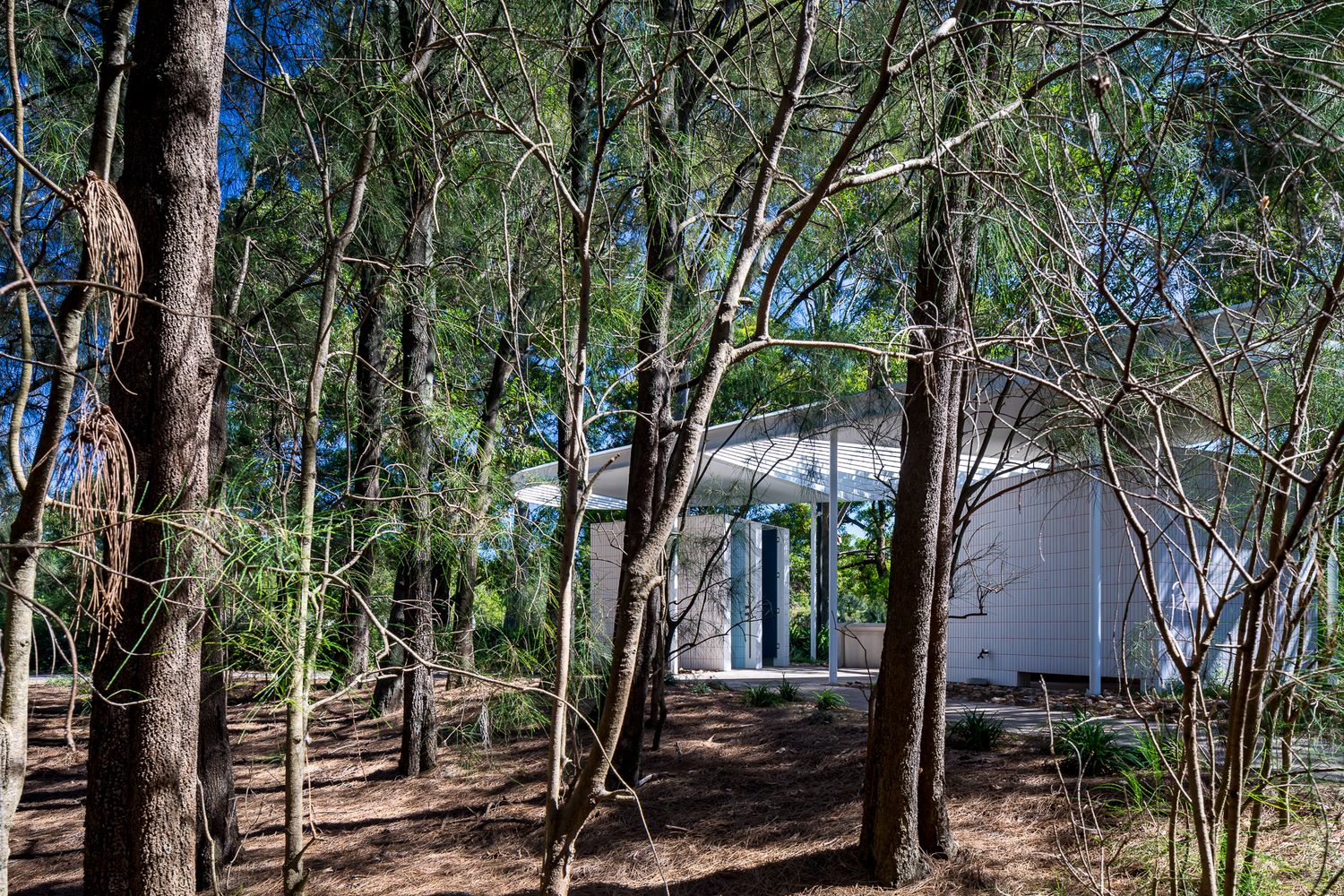 Small white park restroom pavilion partly hidden among slender tree trunks in a sunlit Australian bushland setting.