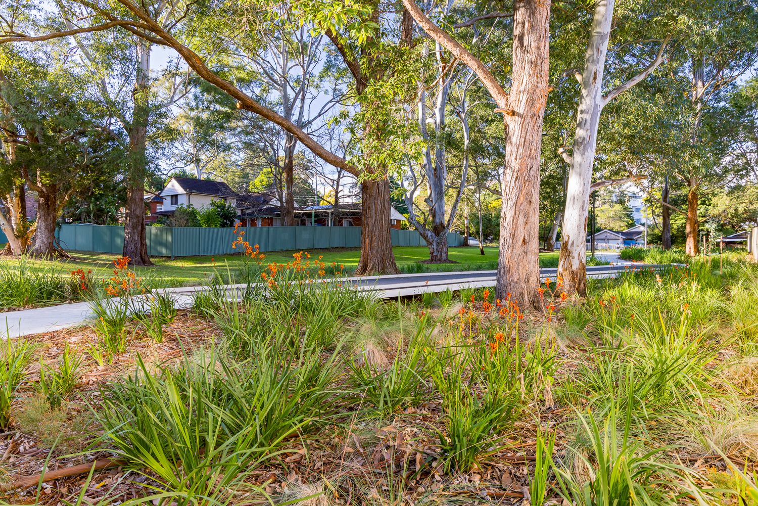 Tall gum trees and clumps of native grasses border a pale concrete path in Kilpack Park, with houses visible beyond the fence.