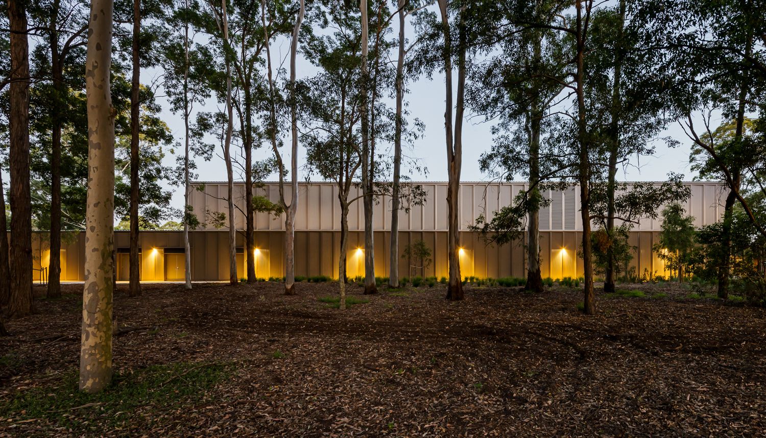 Warmly lit modern building glows at dusk behind slender eucalyptus trunks, with leaf litter covering the forest floor in the foreground.