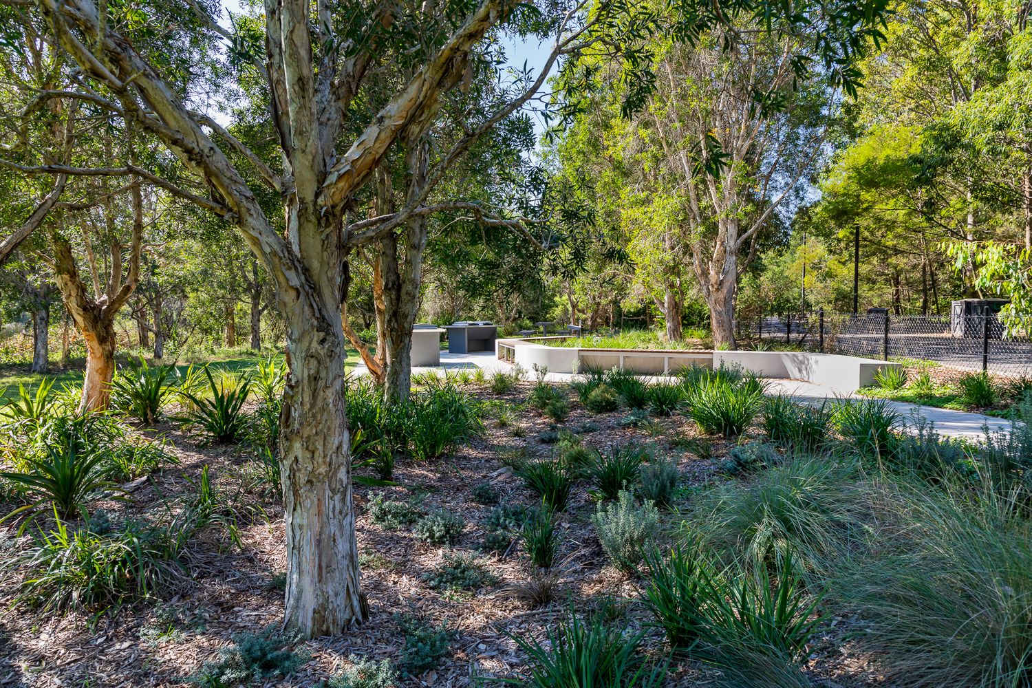 Tall eucalyptus trees rise above native grasses and mulched garden beds, with picnic facilities and a seating wall in Sydney Park.