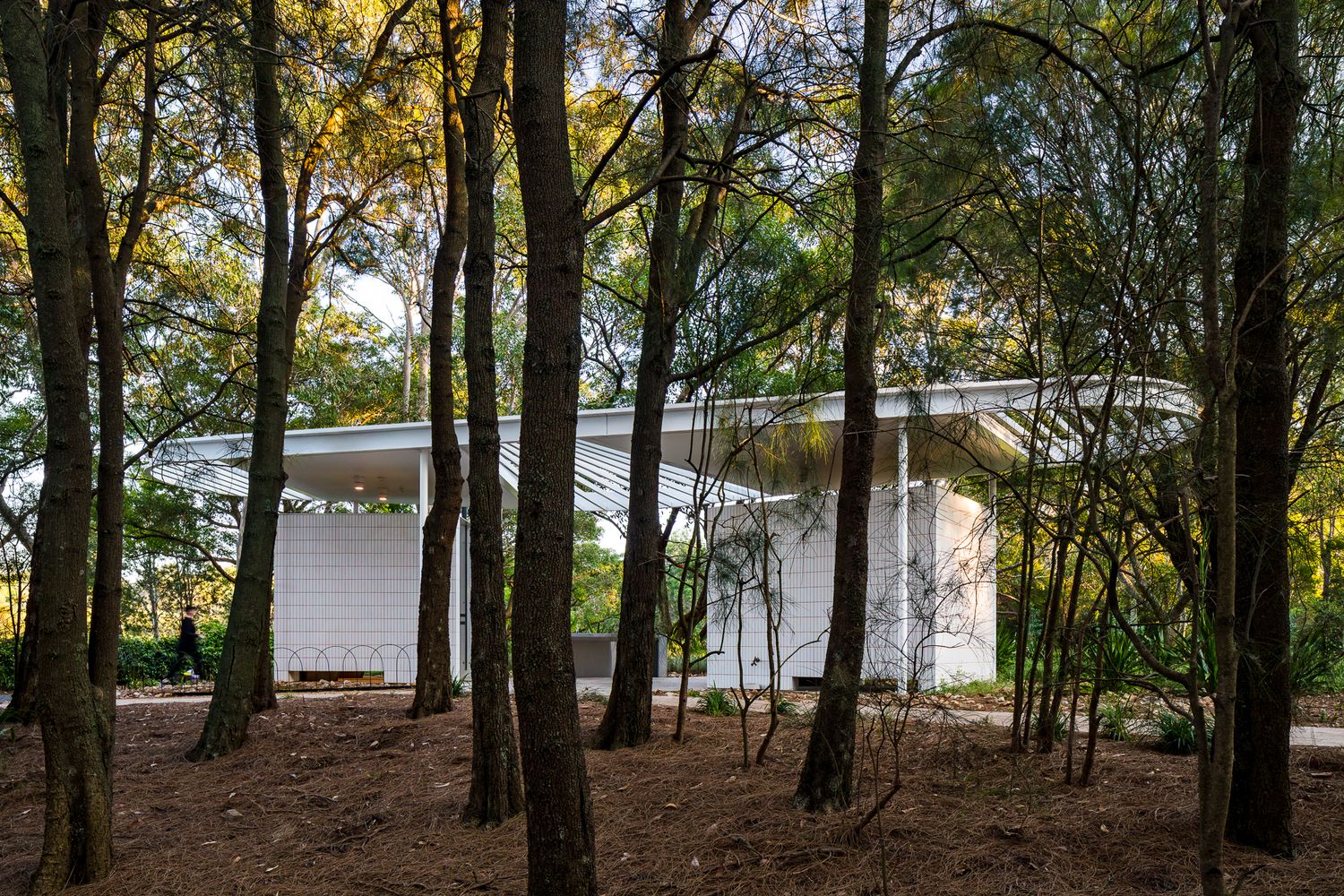 Modern white park pavilion with a flat roof seen through tall slender tree trunks in a shaded woodland setting.