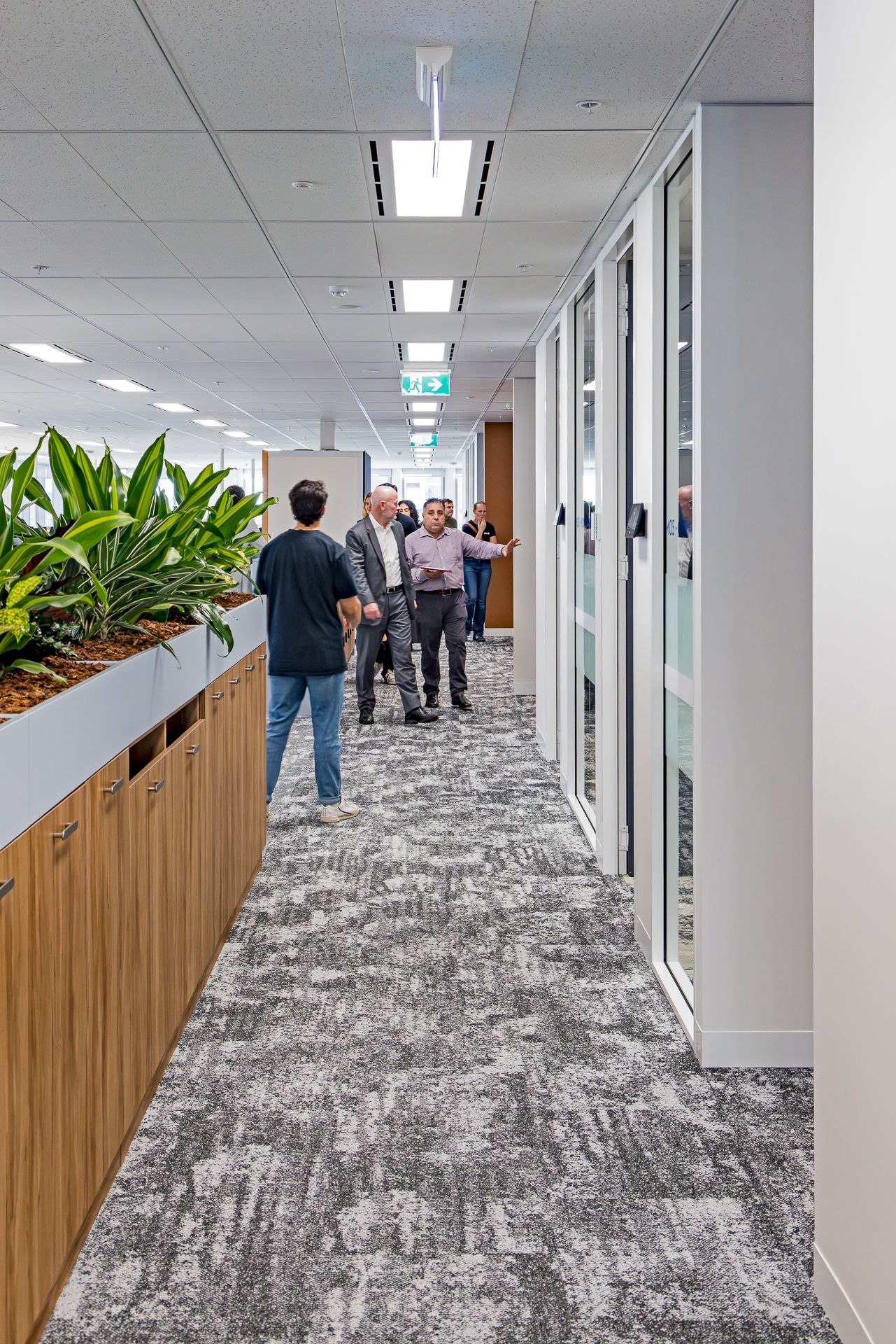 Staff walk down a bright open-plan office corridor lined with timber planter boxes, leafy plants, glass-fronted rooms and grey carpet.