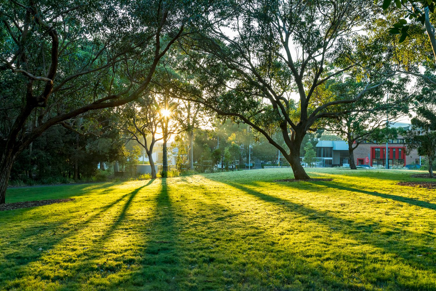 Warm morning sunlight streaming through large trees onto a green park lawn, with colorful buildings in the distance.