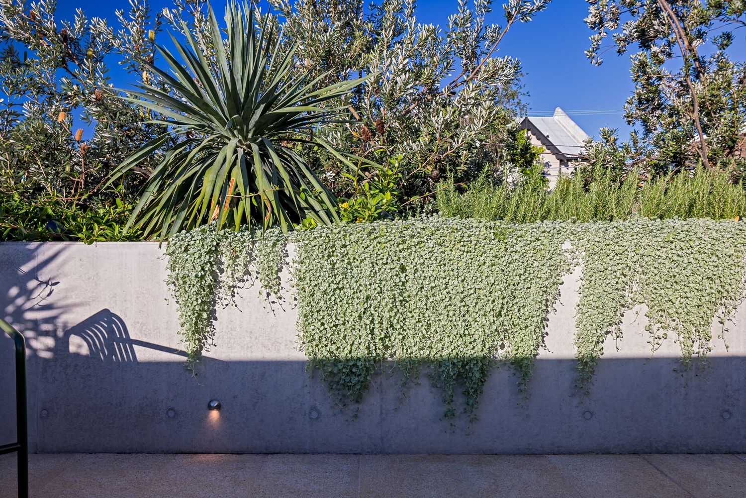 Concrete garden wall draped with trailing silver foliage beside a spiky agave and lush greenery under a blue sky.
