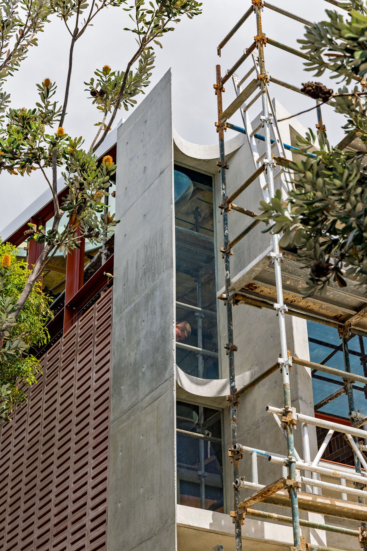 Modern building under construction with concrete wall, glass windows and metal scaffolding beside native banksia trees.