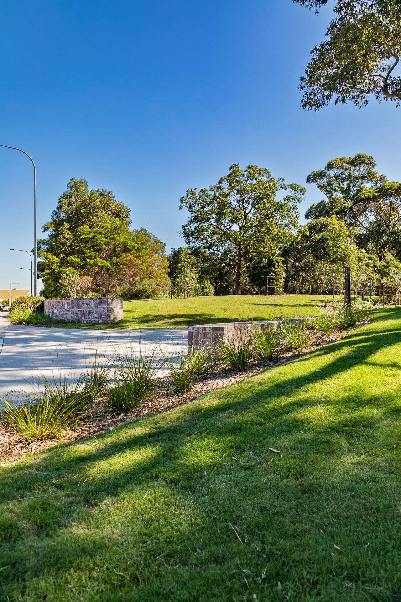 Sunlit grassy lawn with native grass plantings, a stone wall and mature eucalyptus trees under a bright blue sky in Sydney Park.