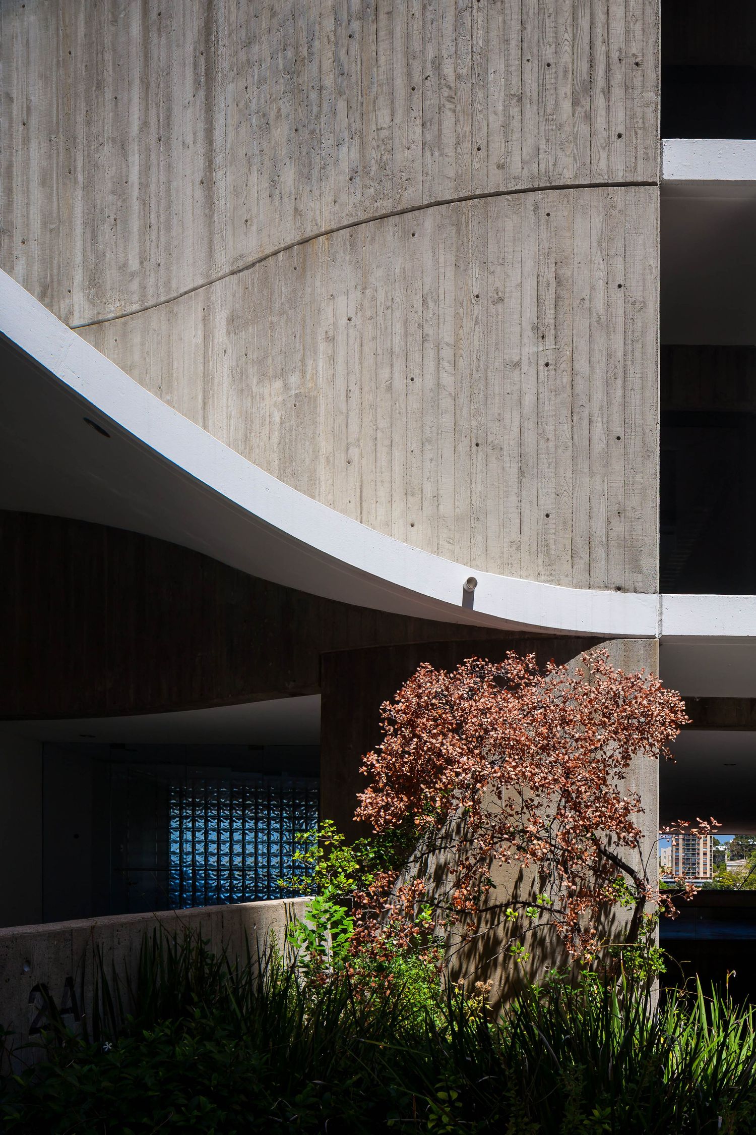 Curved white concrete balcony edge on a brutalist building facade with board-formed texture, reddish foliage and a blue glass block wall.