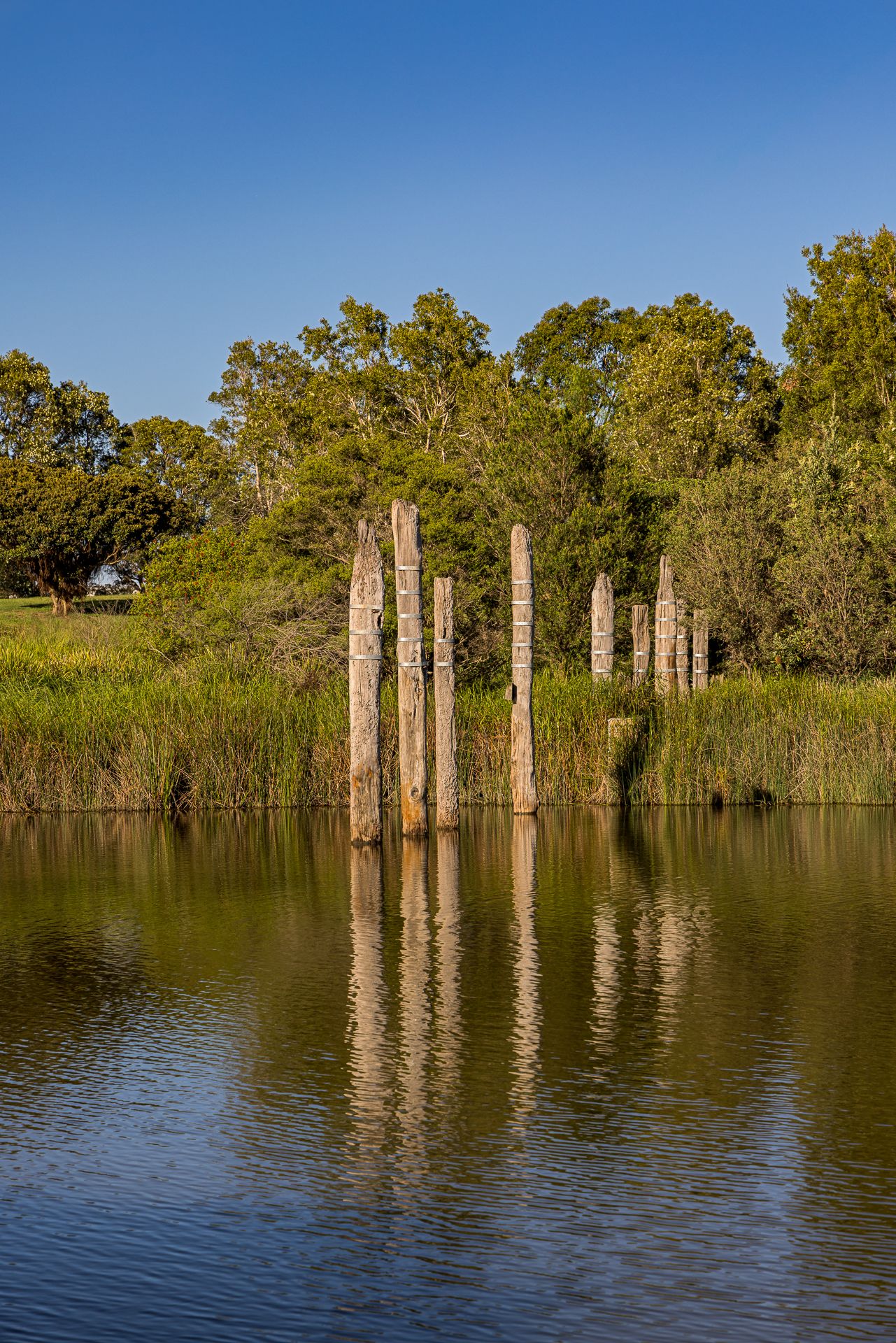 Weathered timber posts rising from a still lake with reflections, framed by tall reeds and leafy trees at Sydney Park.