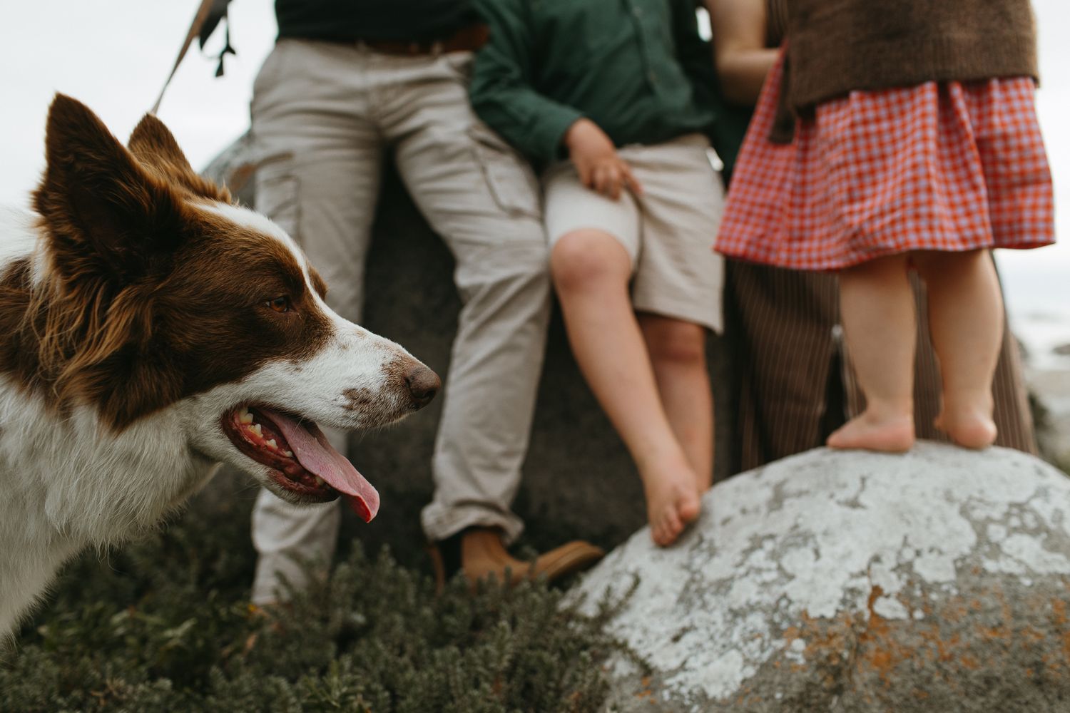 A border collie dog pants happily in the foreground as family members sit on a rock behind, showing only their legs and bare feet.