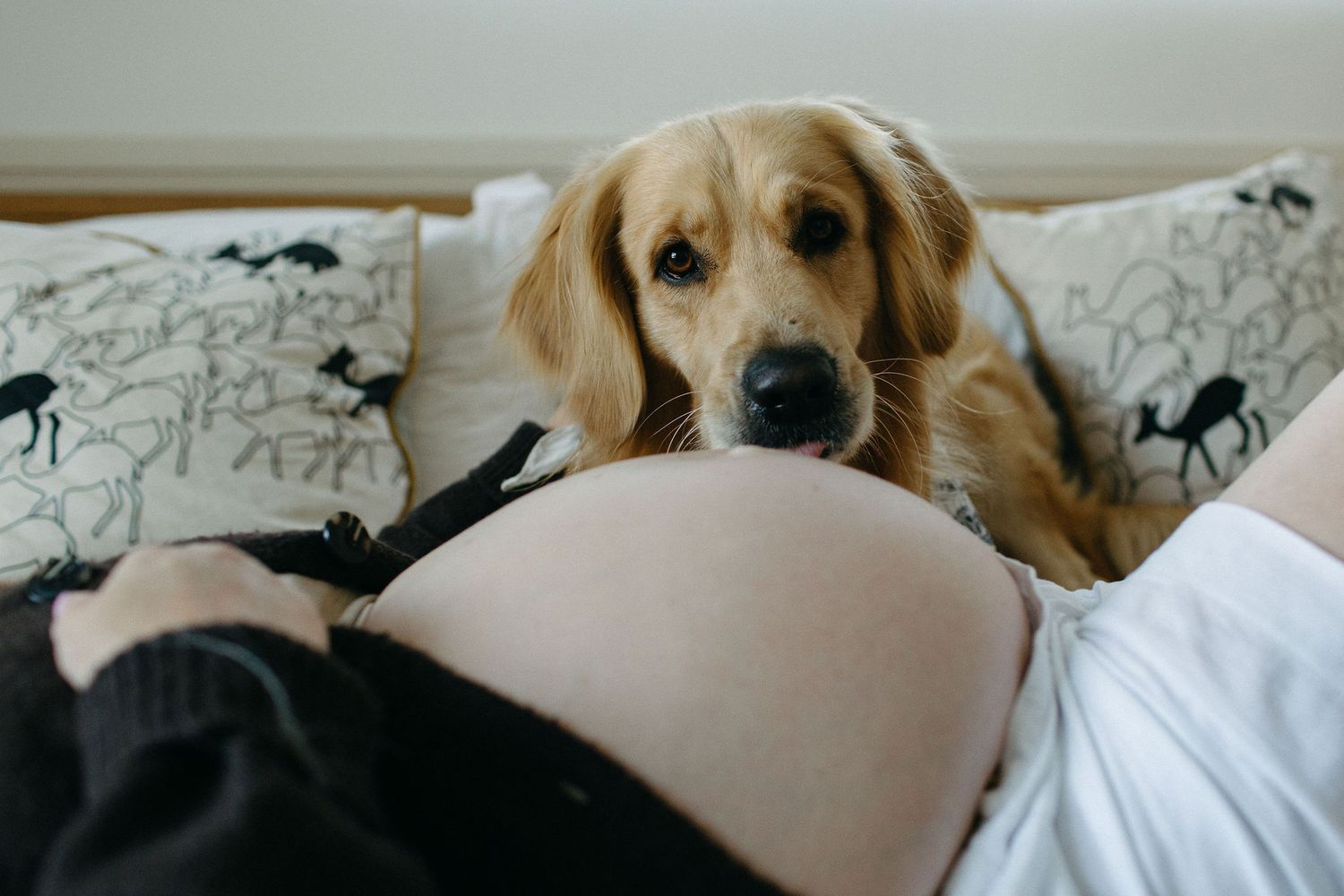 A golden retriever rests its chin on a pregnant woman's belly as she relaxes on a bed with patterned pillows.