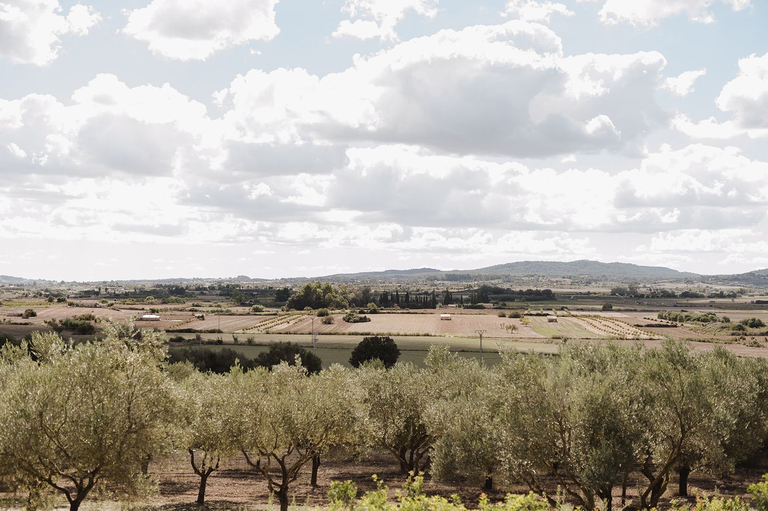 Scenic olive grove landscape with rolling hills and dramatic cloudy sky in rural countryside.