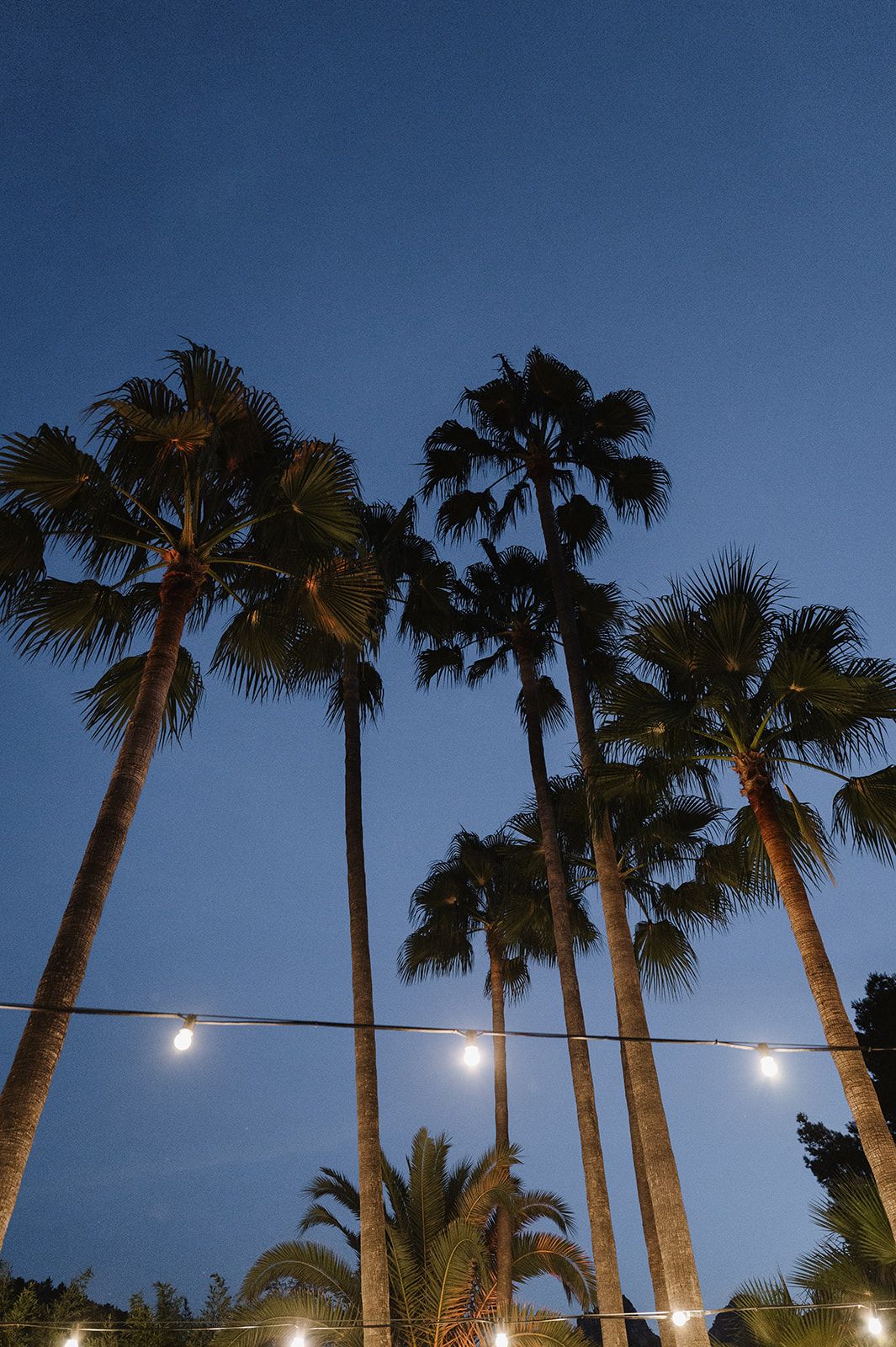 Tall palm trees silhouetted against a twilight blue sky with string lights below.