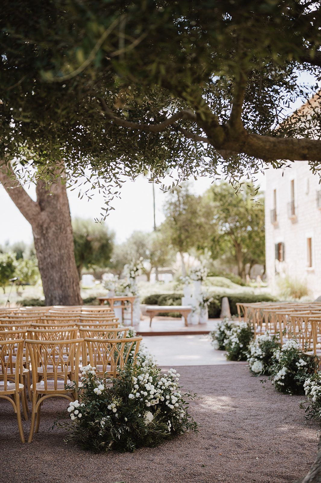 Outdoor wedding ceremony aisle lined with white flowers under olive trees.