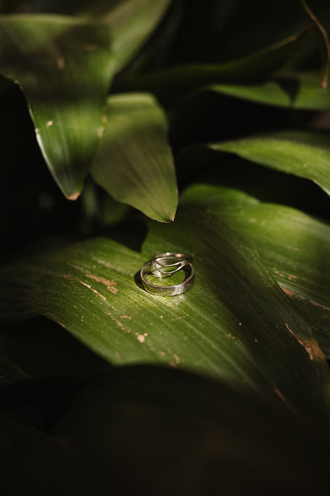 Two silver wedding rings nestled between vibrant green tropical leaves in dramatic natural lighting.
