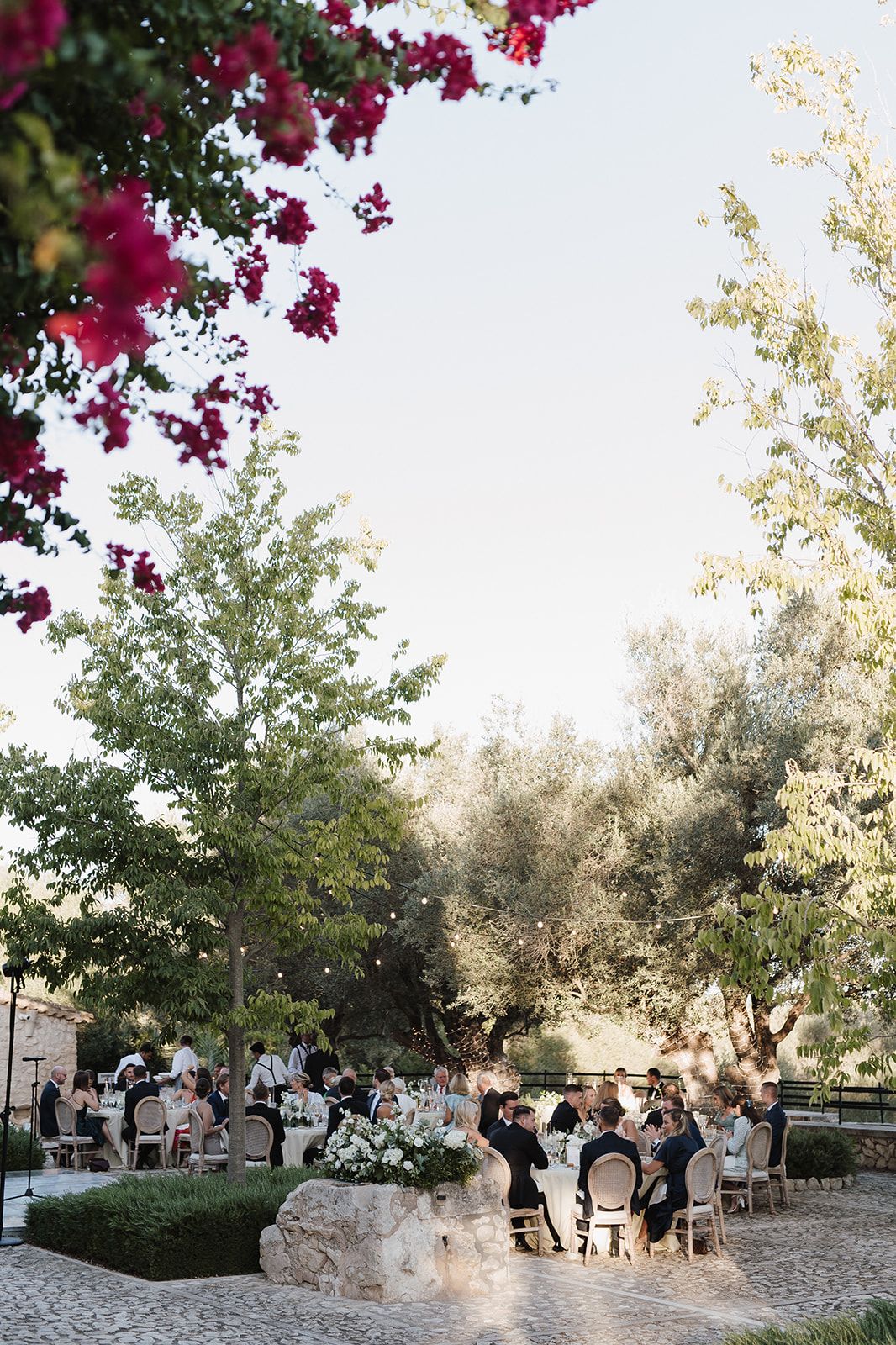 Elegant outdoor wedding reception surrounded by olive trees and vibrant bougainvillea blooms.