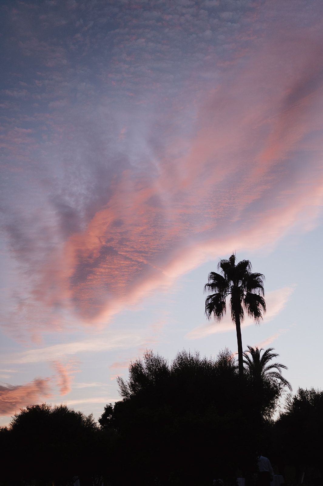 Silhouette of tall palm tree against vibrant pink and purple sunset sky with wispy clouds.