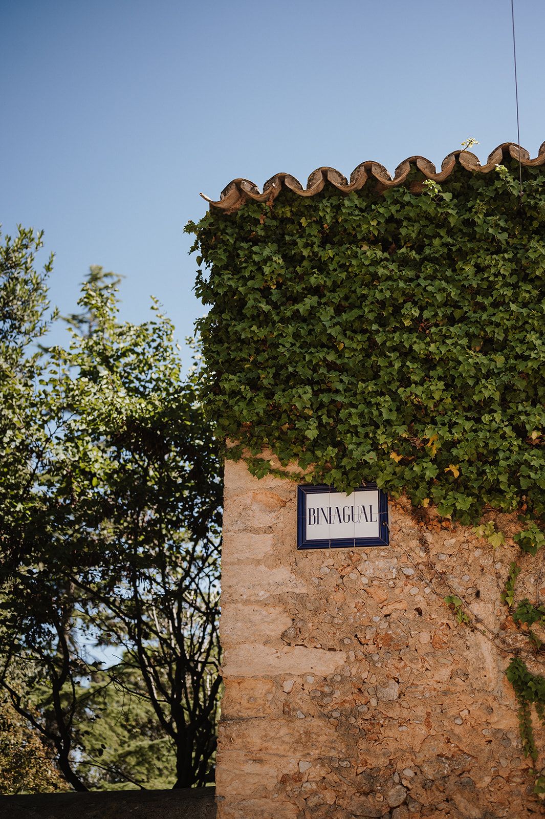 Stone wall covered in ivy with a Biniagual sign, framed by green trees under a clear blue sky.