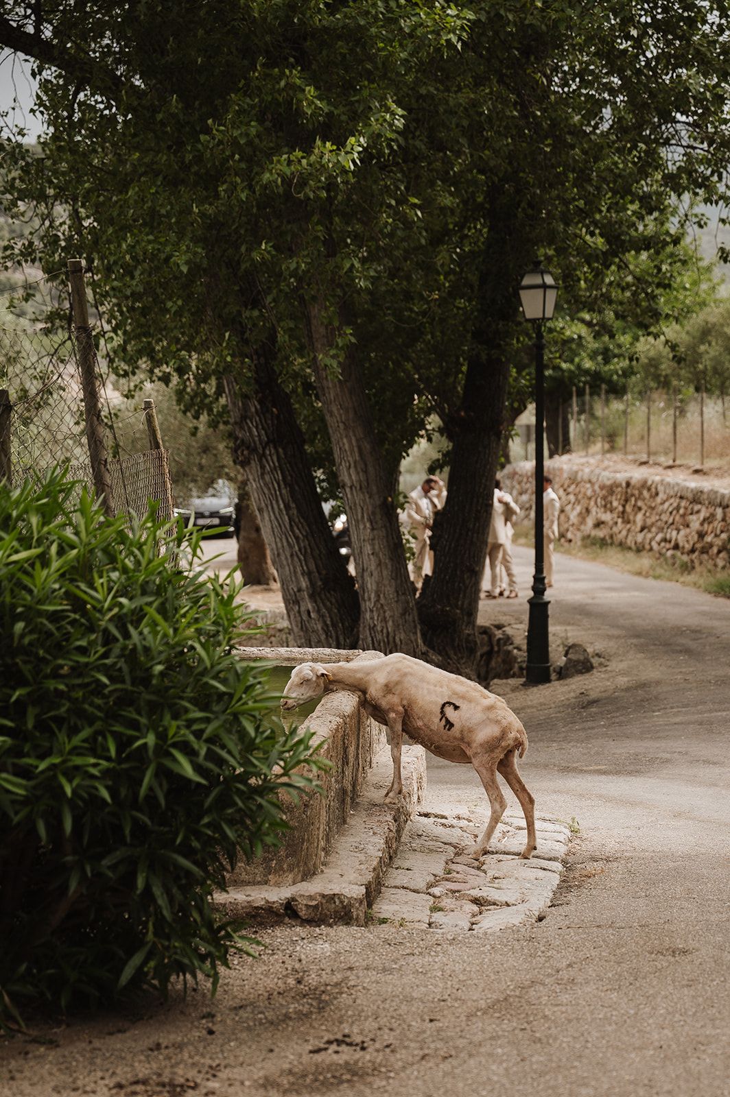 A sheep climbs stone steps beside lush trees and a lamp post on a rustic cobblestone path.