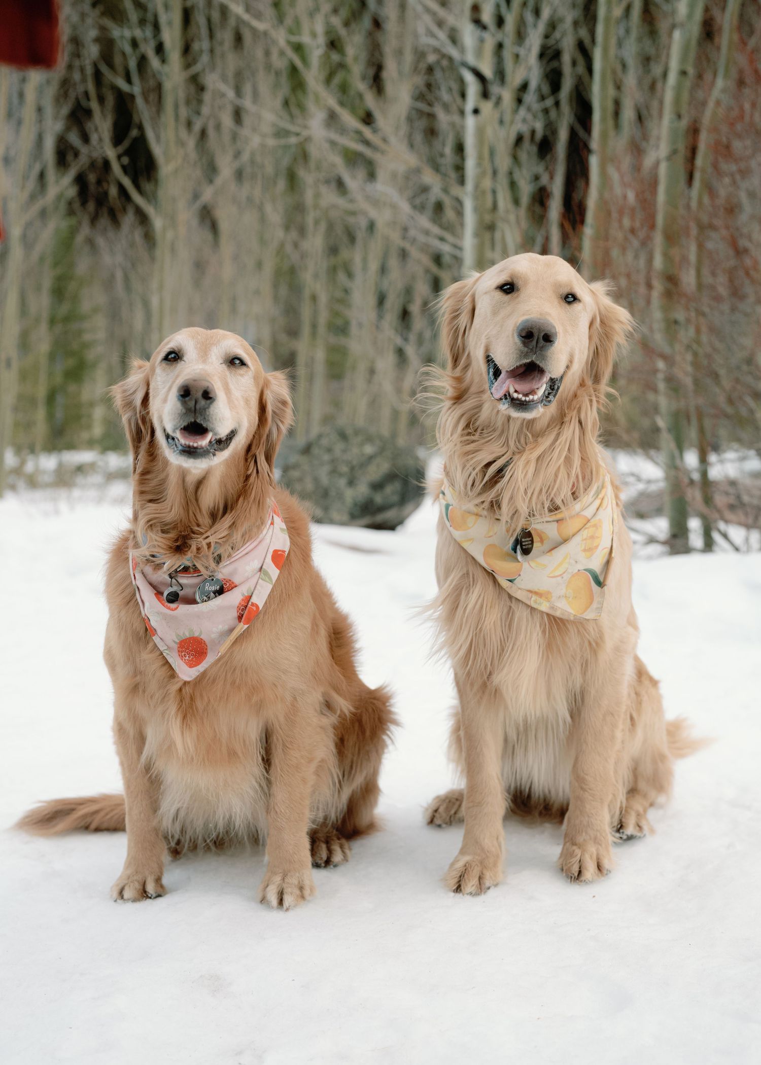 Two golden retrievers wearing bandanas sitting together in snow during winter couples photoshoot.