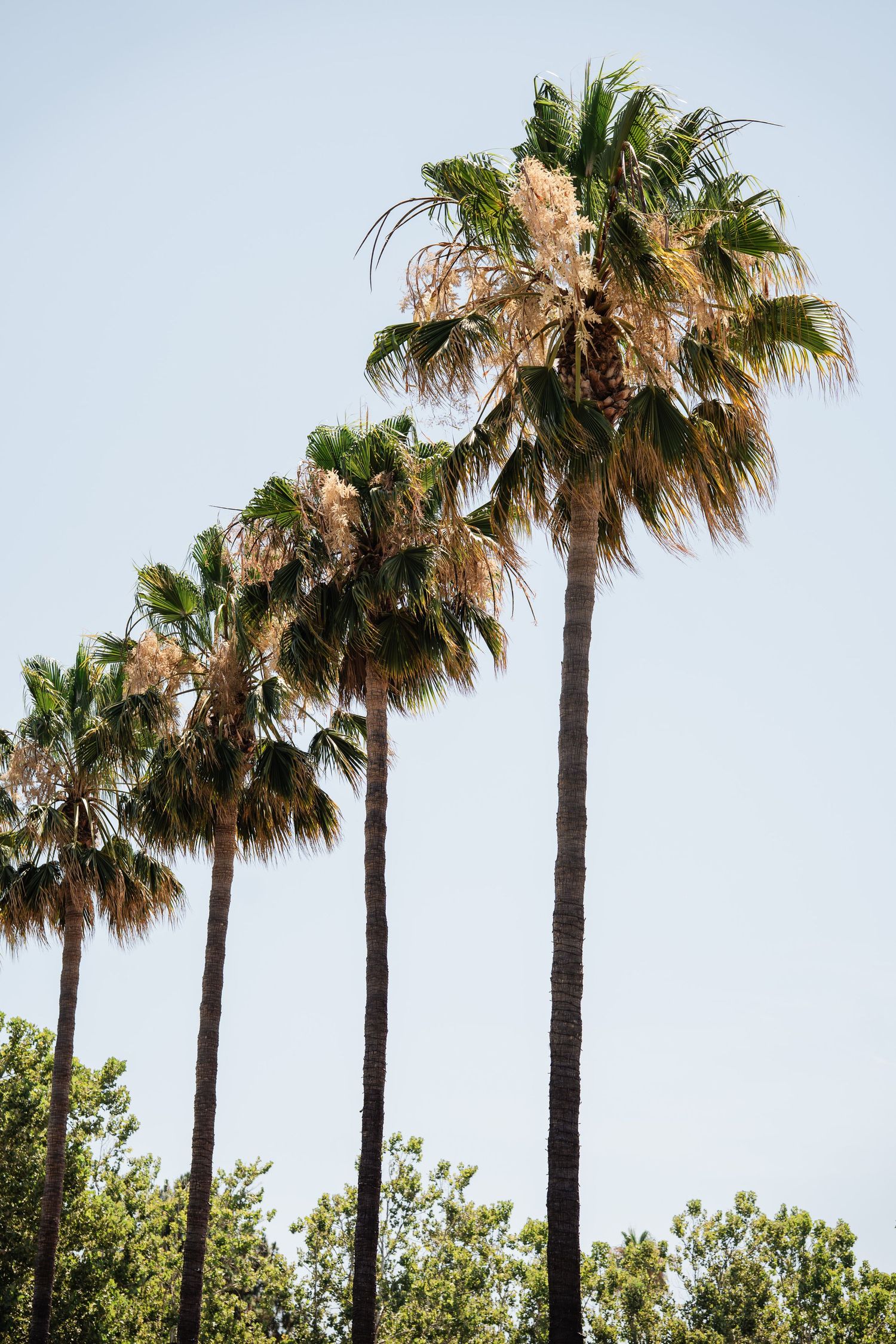 Row of tall palm trees against a clear blue sky on a sunny wedding day.