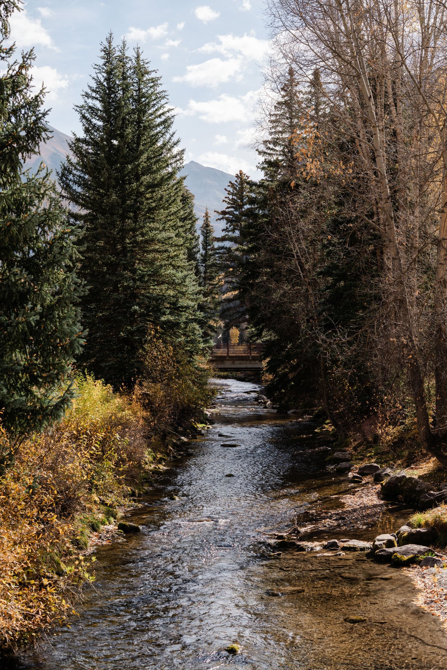 Scenic autumn creek flowing through pine and deciduous trees with mountain visible in the background.
