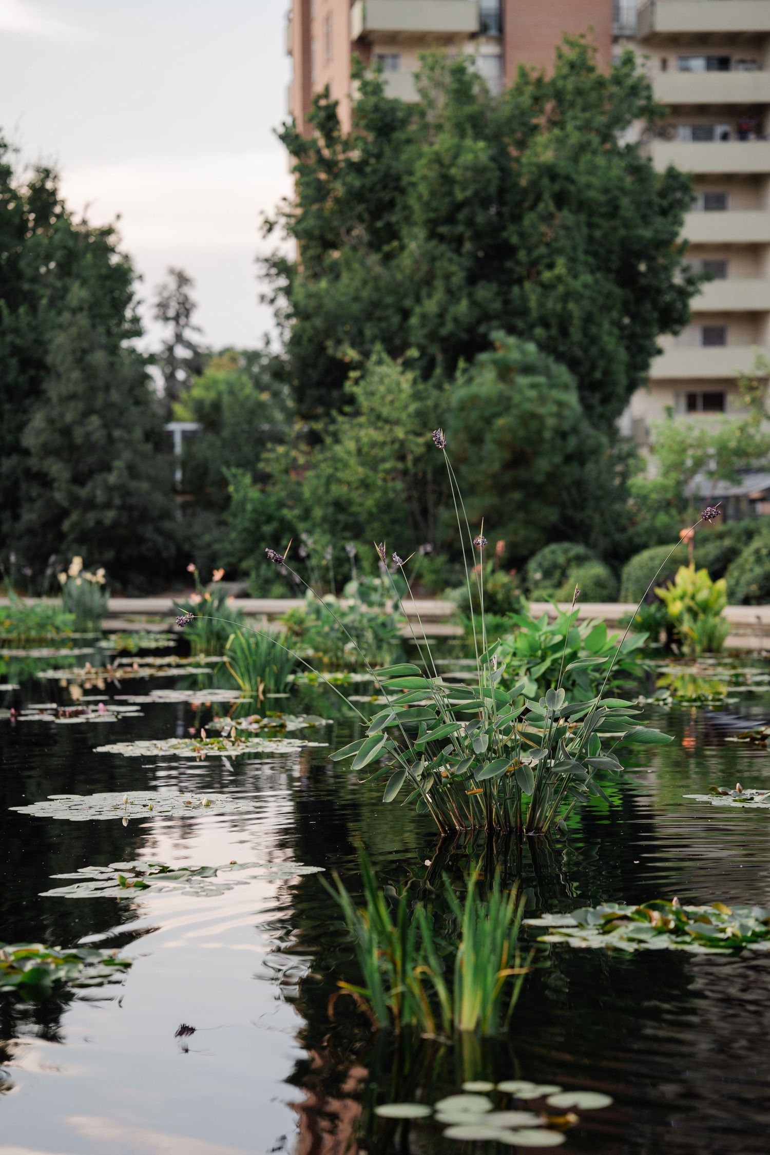 Lush water garden with lily pads and aquatic plants reflecting in a calm pond near urban buildings.