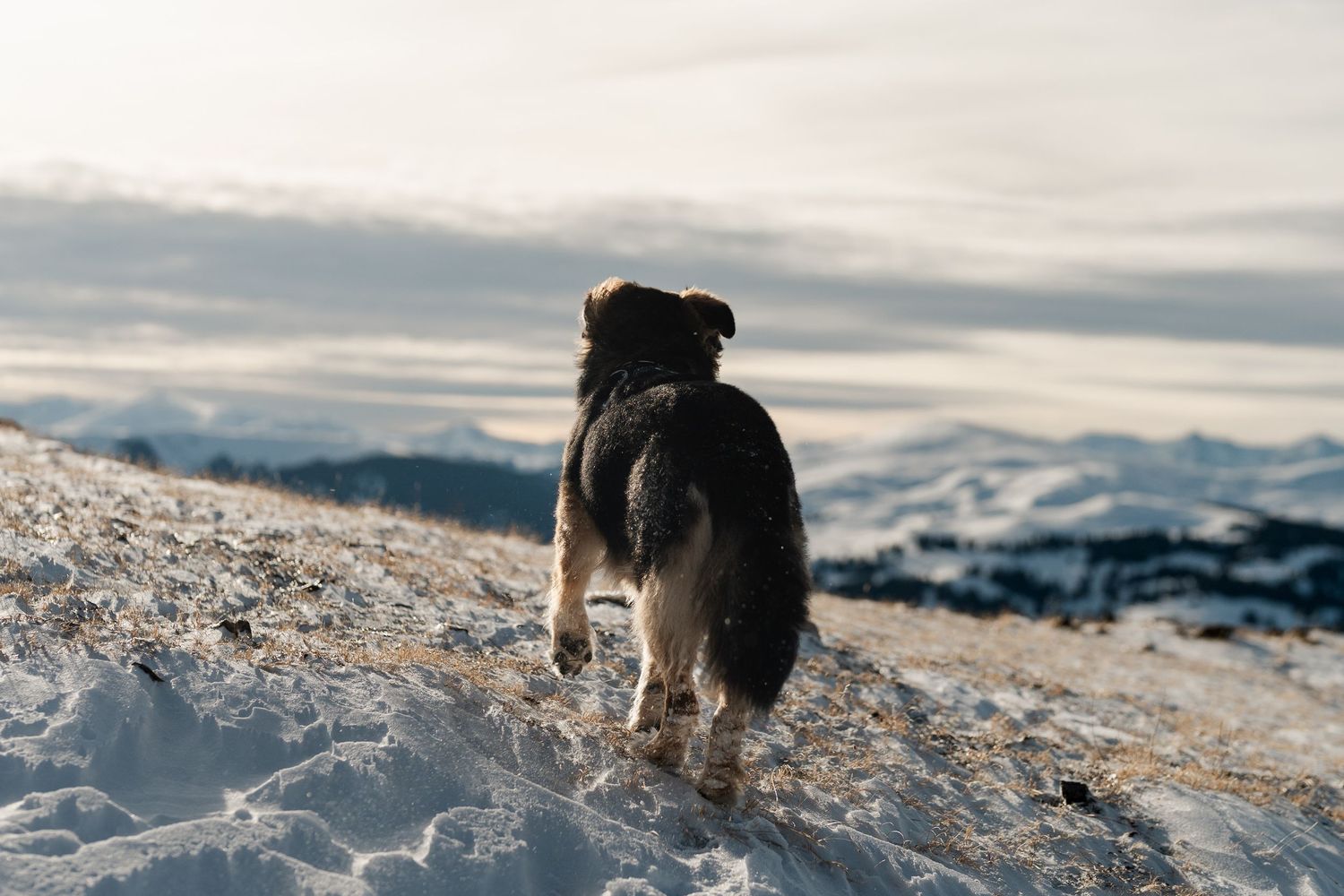 A black and brown dog stands alone on a snowy mountain summit overlooking a vast cloudy winter landscape.
