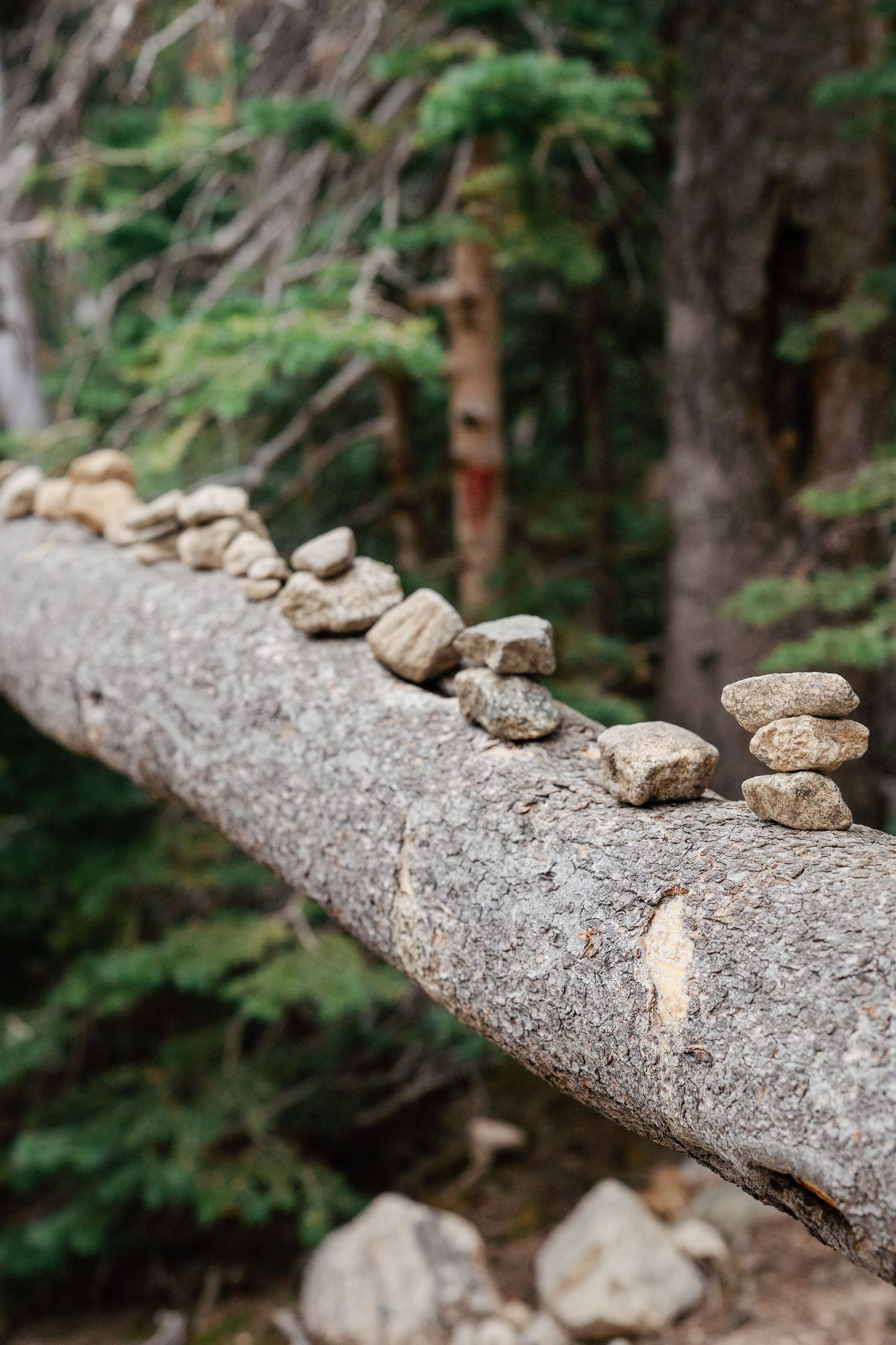 Small stacked stone cairns balanced on a fallen log in a lush green forest setting.