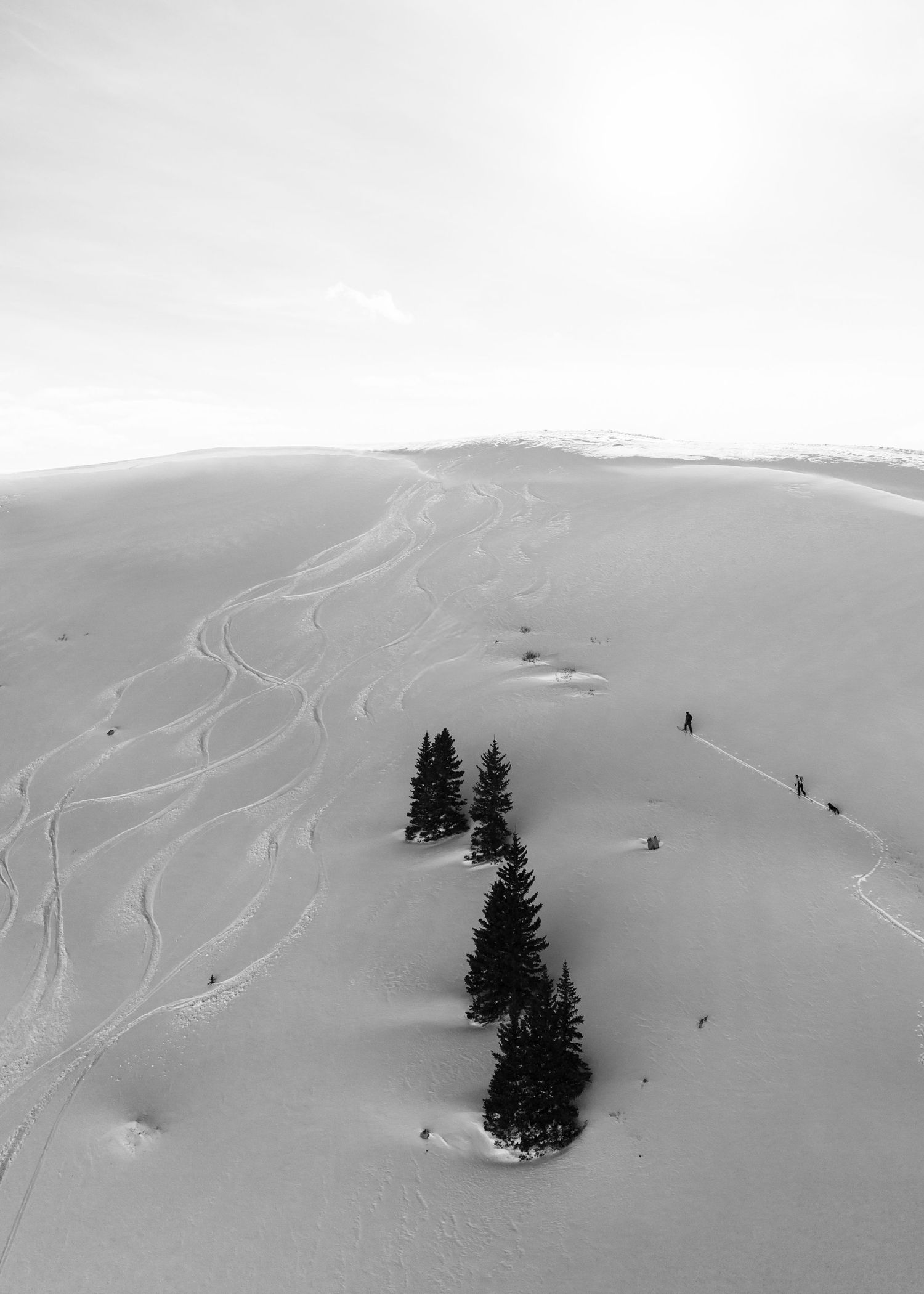 Aerial black and white view of skiers making tracks through powder snow around pine trees.