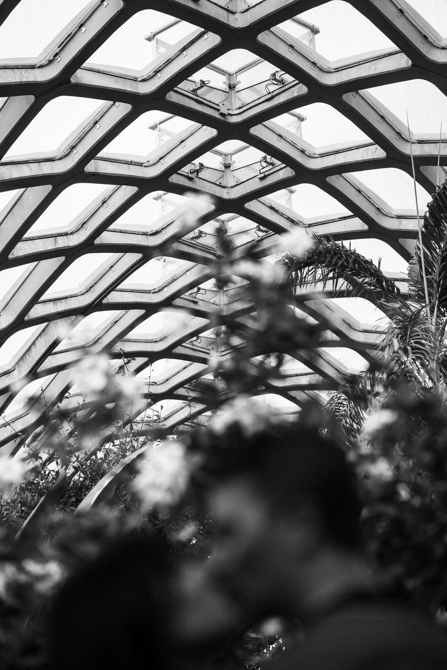 Black and white romantic couple kissing beneath a geometric glass greenhouse ceiling with lush plants.
