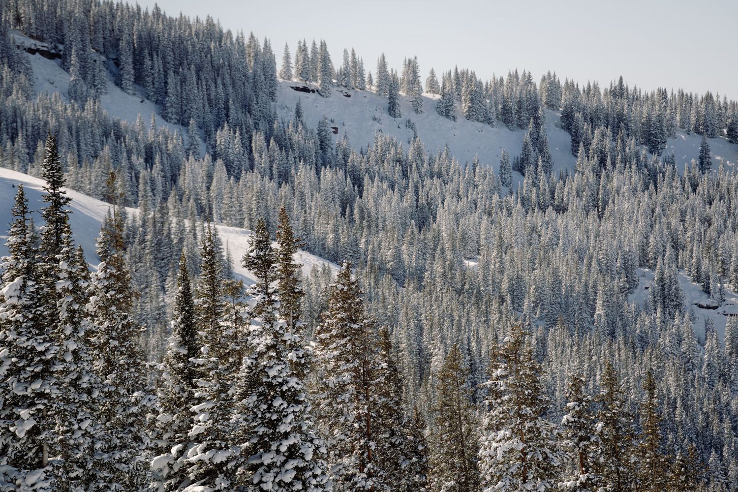 Snow-covered pine forest blanketing a mountain hillside on a clear winter day.
