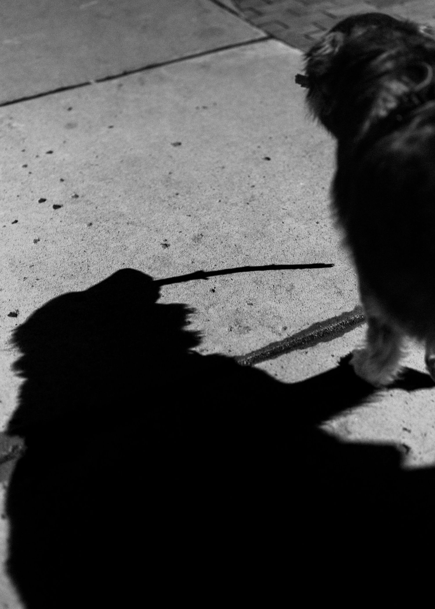Black and white photo of a fluffy dog standing on pavement with shadow cast in sunlight.