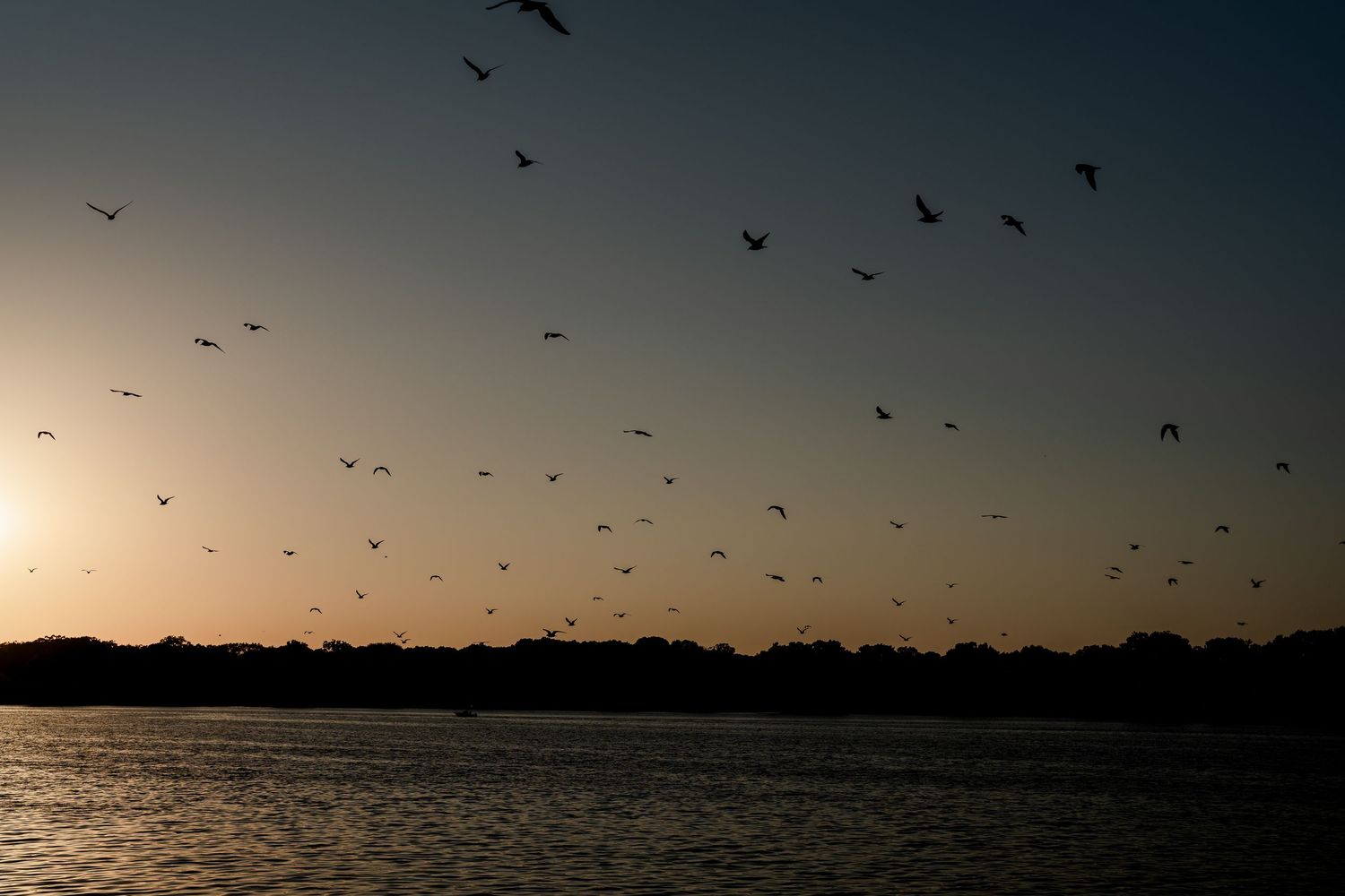 Silhouette of birds flying over a calm lake at sunset with warm golden horizon reflections on the water.