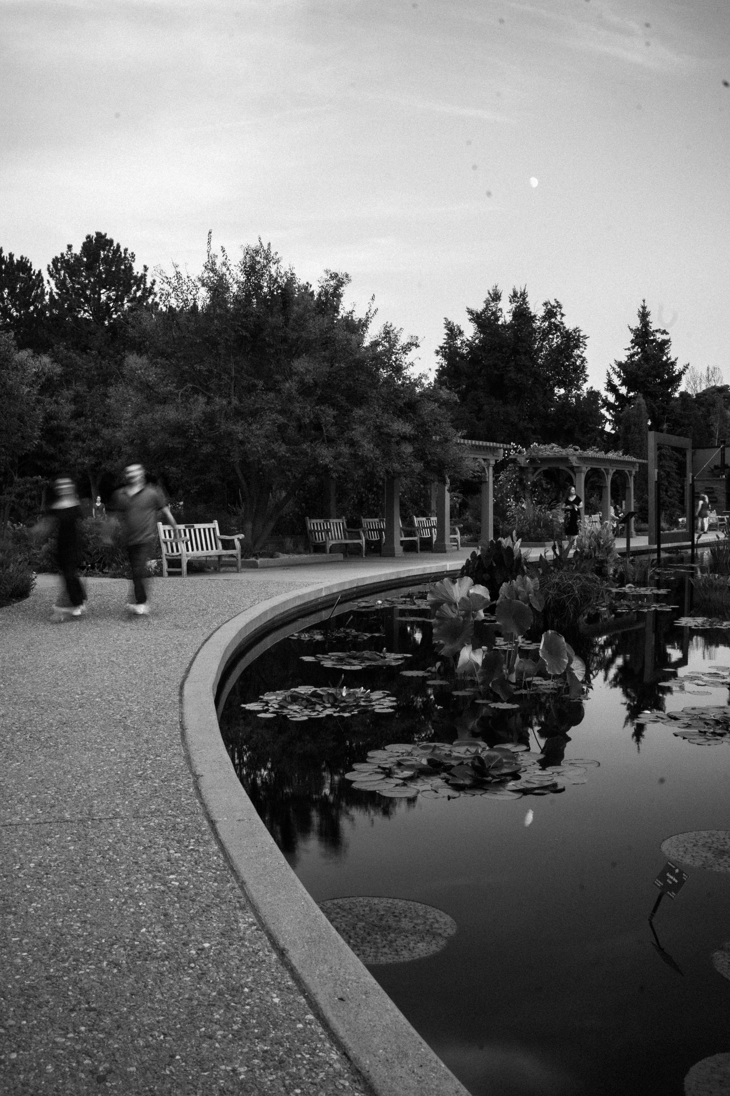 Black and white photo of couples walking beside a serene lily pond in a botanical garden with benches and pergola.