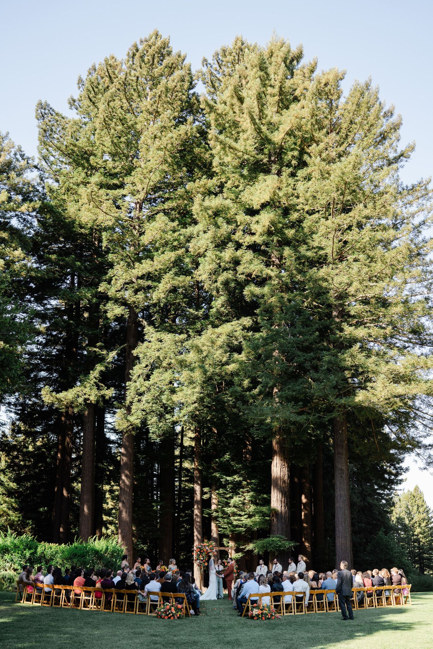 Wedding ceremony in progress beneath towering redwood trees with guests seated on wooden chairs.