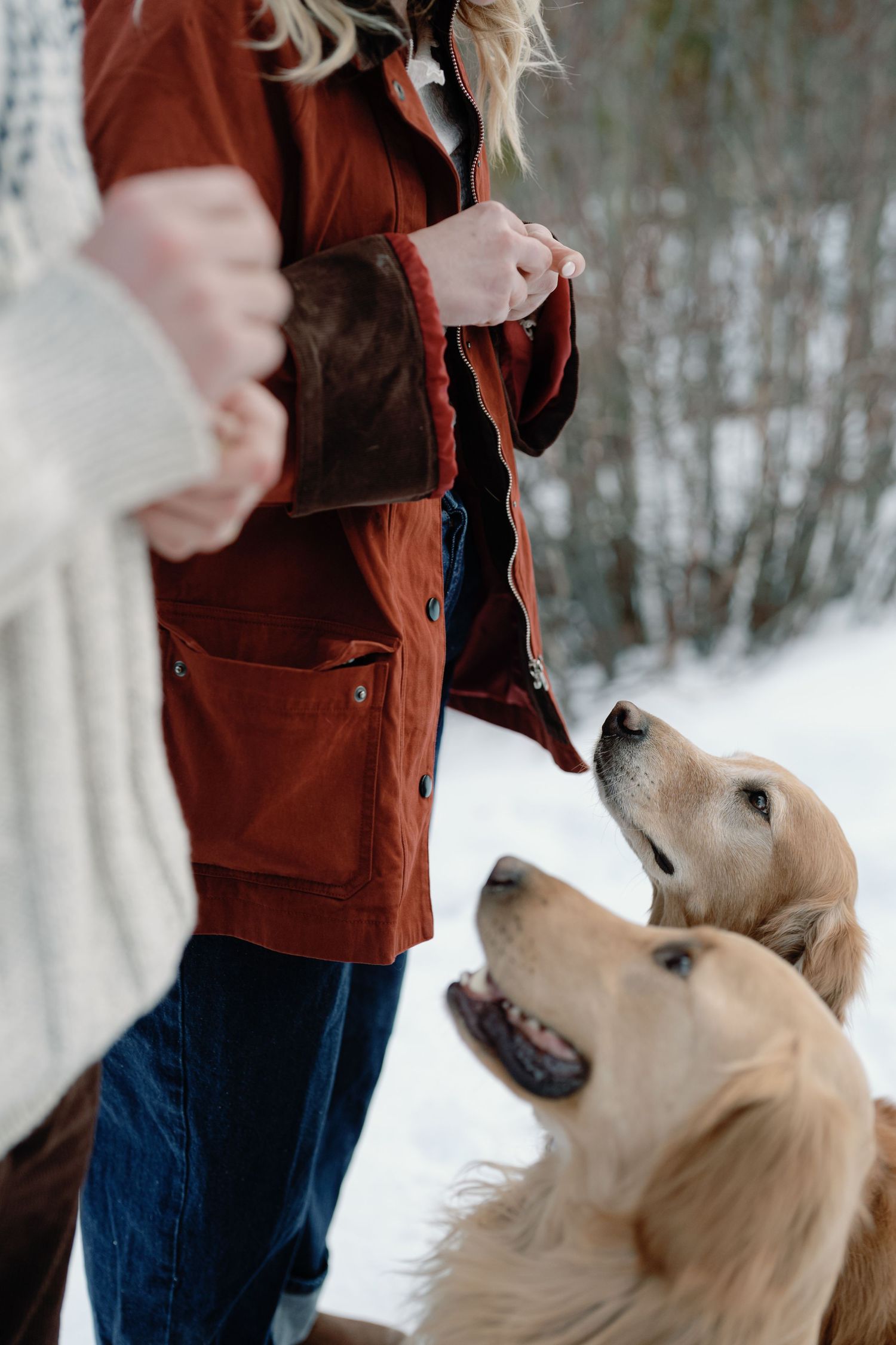 Two golden retrievers looking up attentively at woman in red jacket during snowy winter photoshoot.