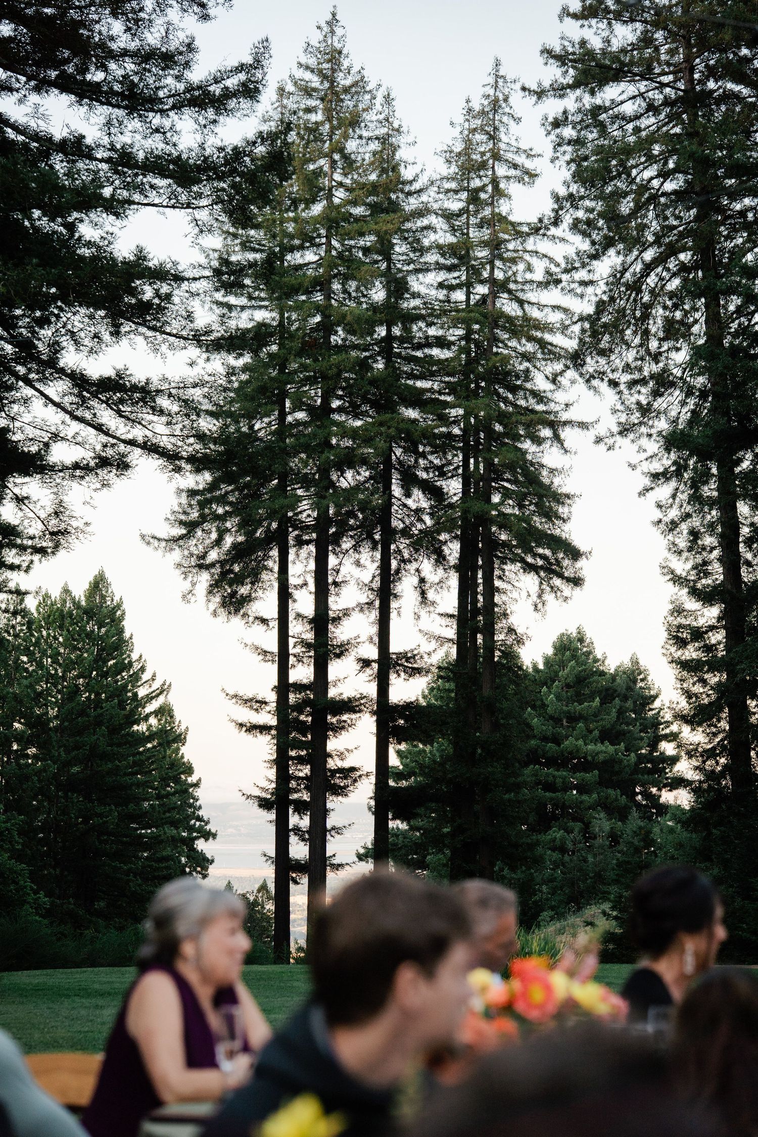 Tall evergreen trees silhouetted at dusk behind blurred wedding reception guests outdoors.