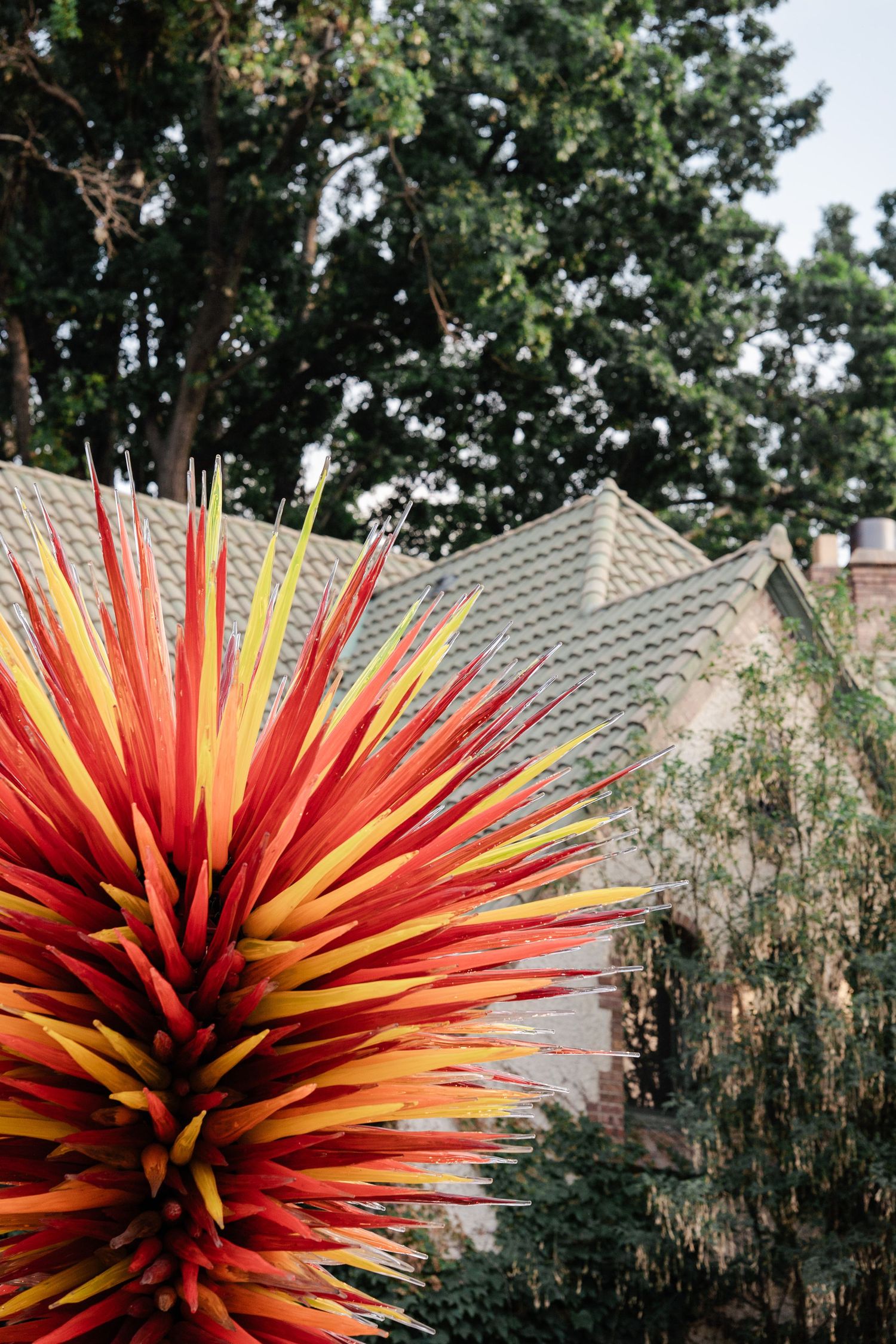 Vibrant red and yellow Chihuly glass sculpture displayed outdoors at Denver Botanic Gardens.