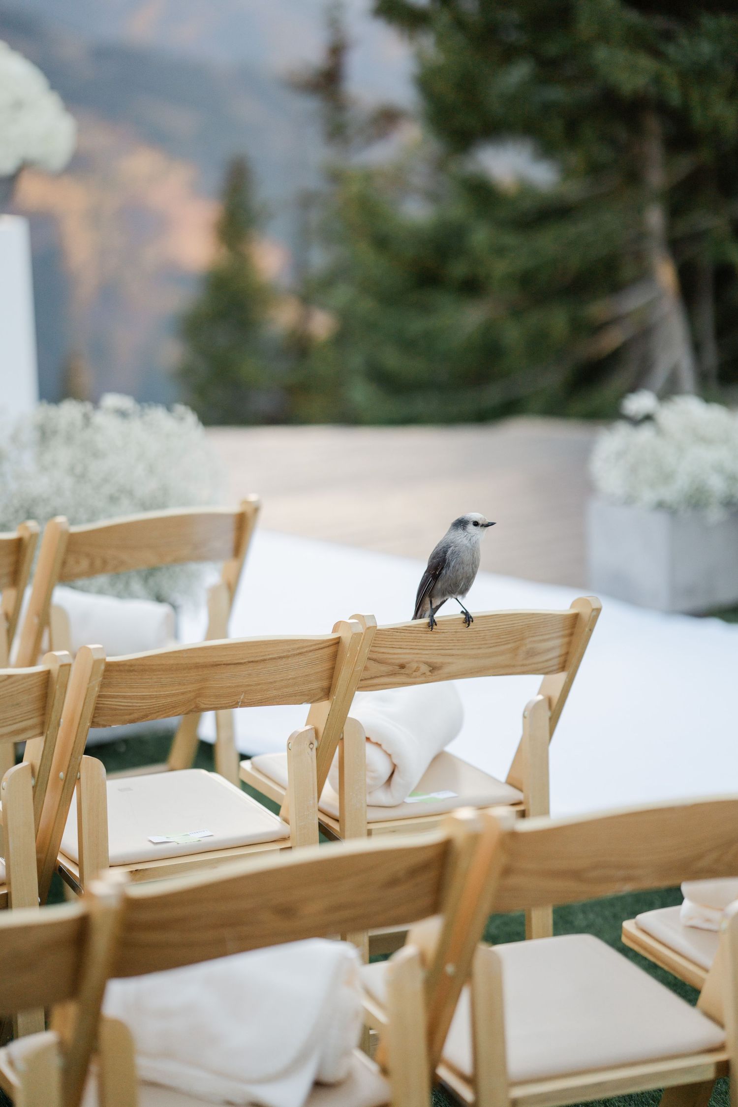 Gray bird perched on wooden folding chair at an elegant outdoor mountain wedding ceremony.