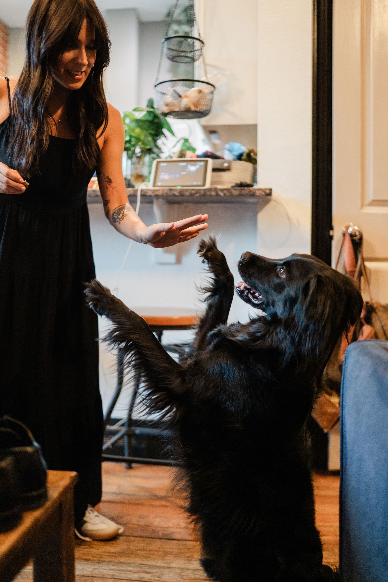 Black dog standing on hind legs giving high five to woman in black dress indoors.
