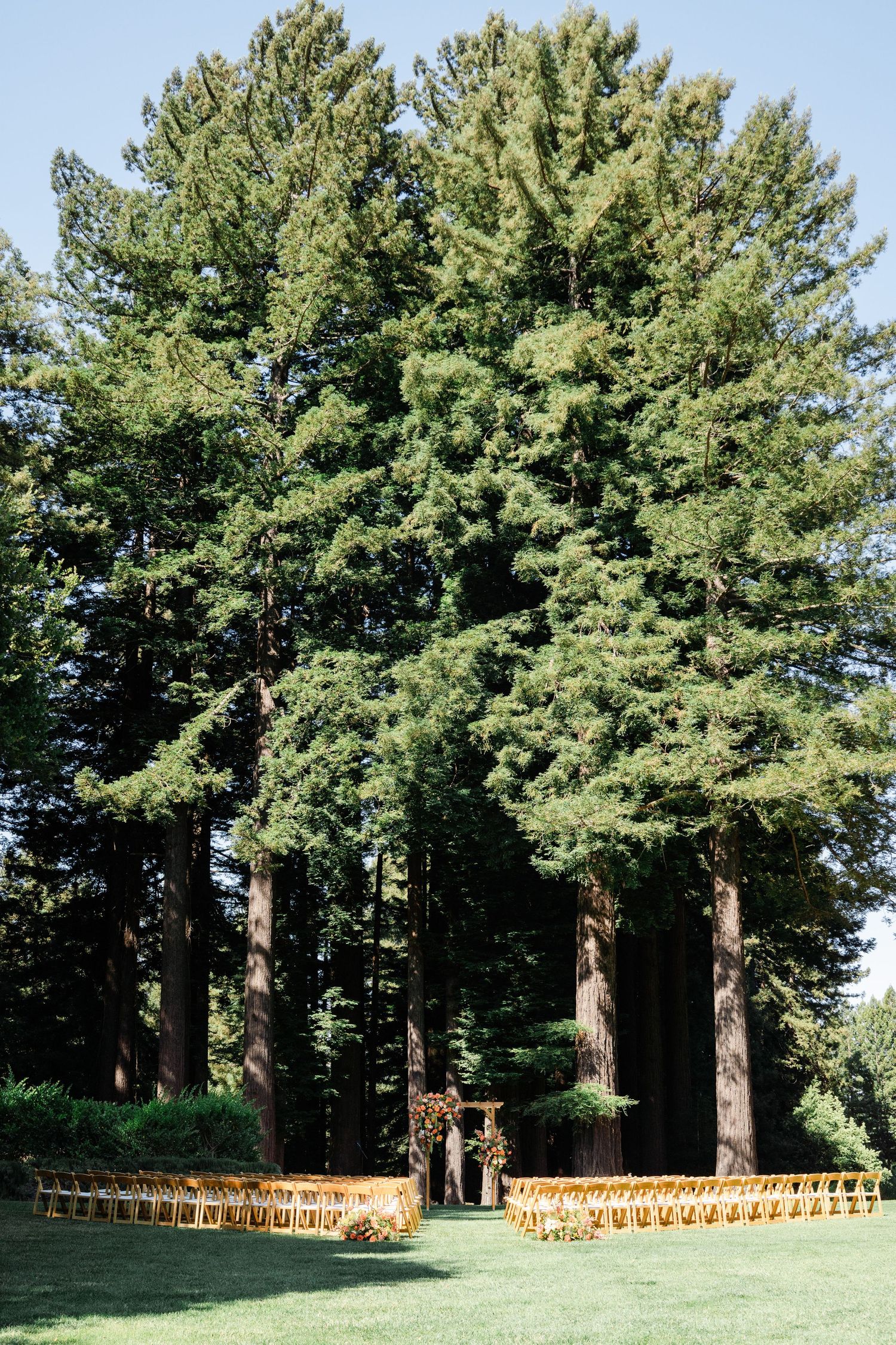 Outdoor wedding ceremony setup with wooden chairs on grass beneath tall redwood trees.