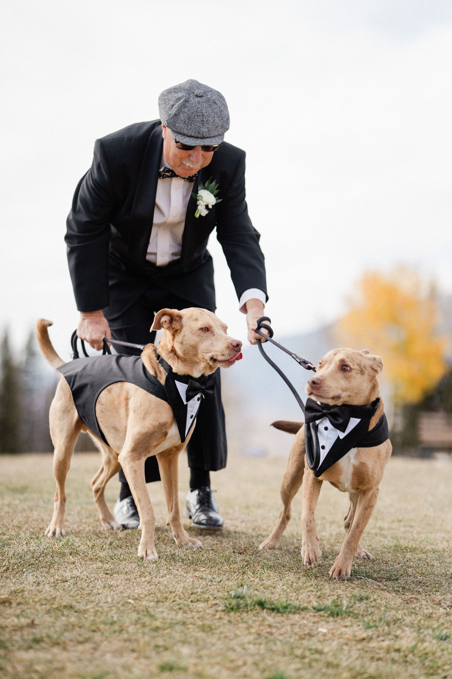 Older gentleman in black tuxedo walking two brown dogs dressed in miniature tuxedos at wedding.
