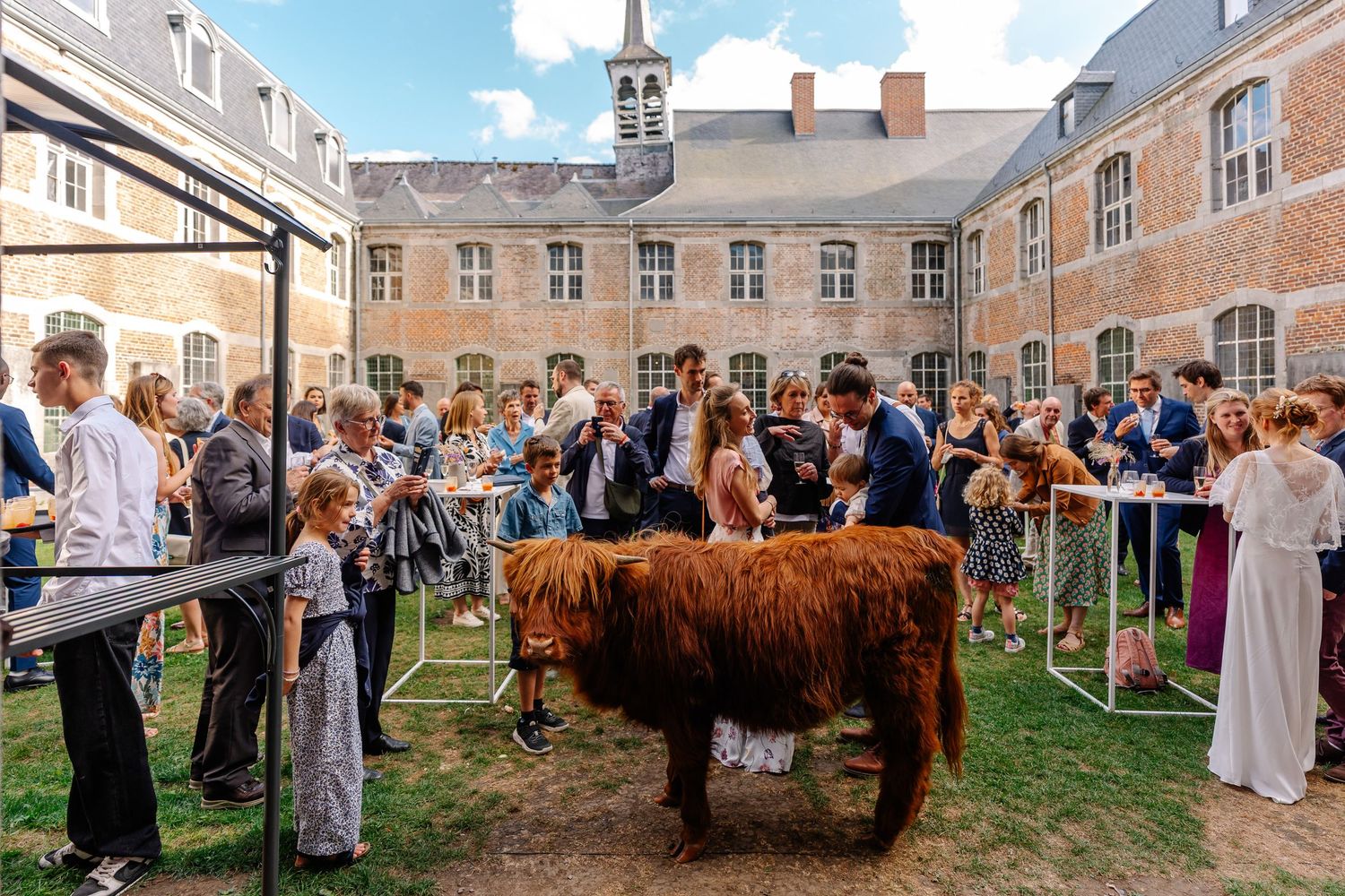 A panoramic view of a wedding celebration in a historic courtyard with Scottish Highland cattle as special guests.