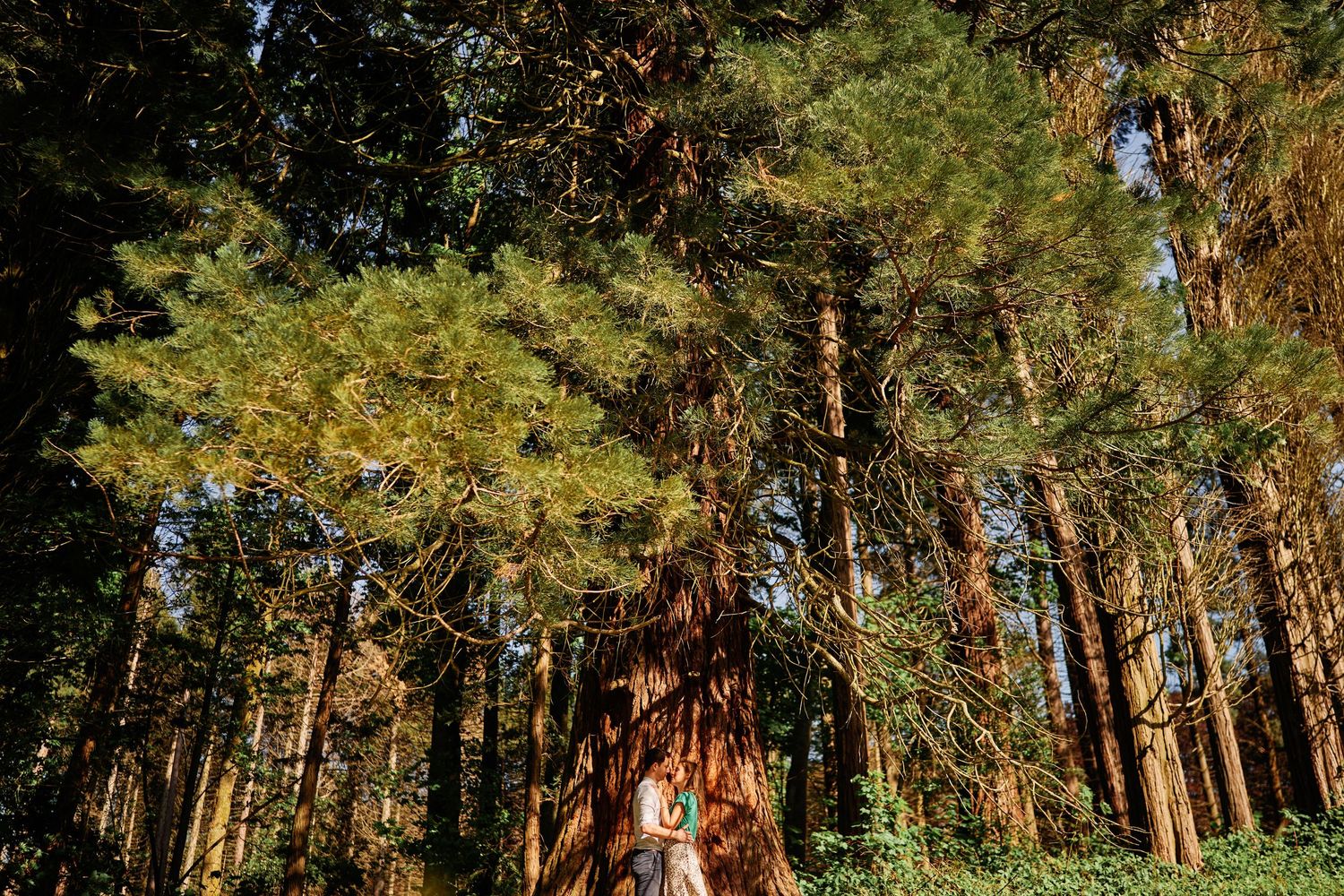 Sunlight streams through tall pine trees in a dense forest creating dramatic shadows and golden lighting effects.