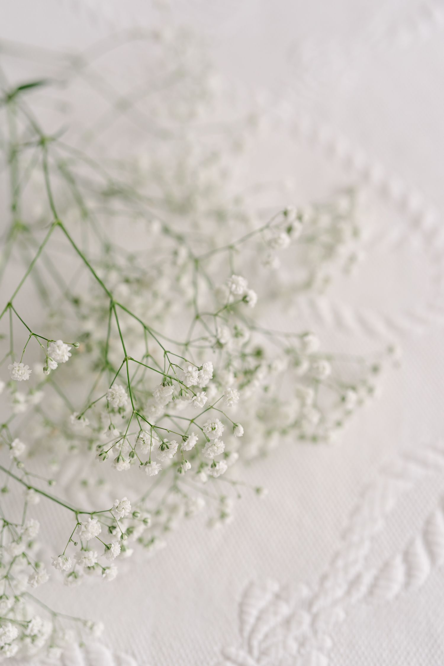 Delicate white baby's breath flowers scattered on light fabric create a soft, romantic composition.