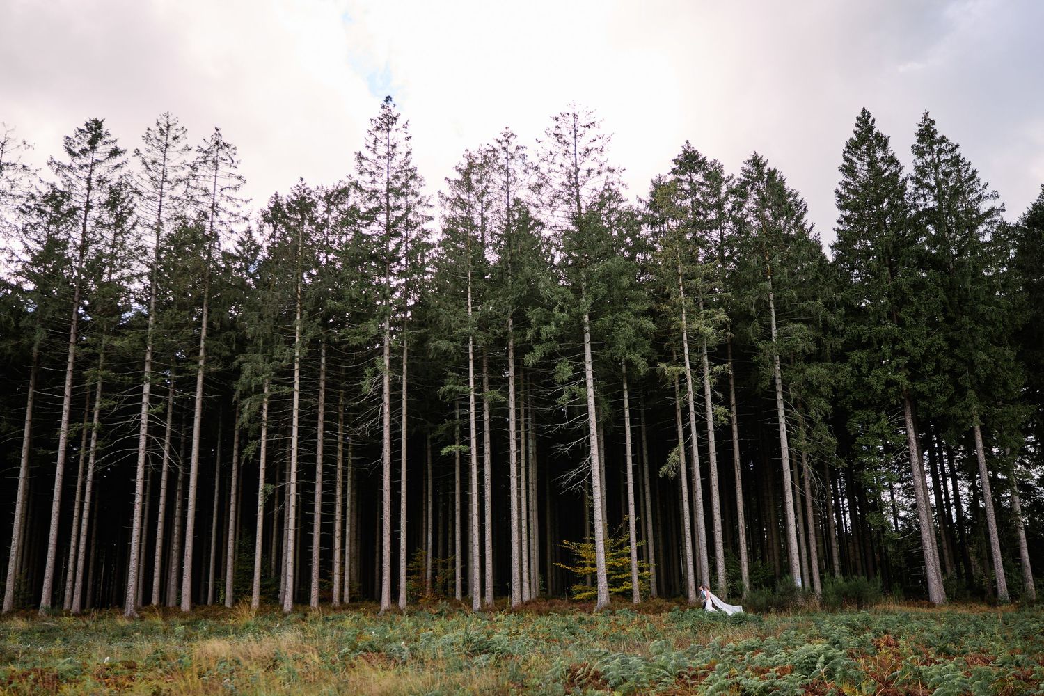 Panoramic view of tall evergreen trees standing in a forest against a cloudy sky.